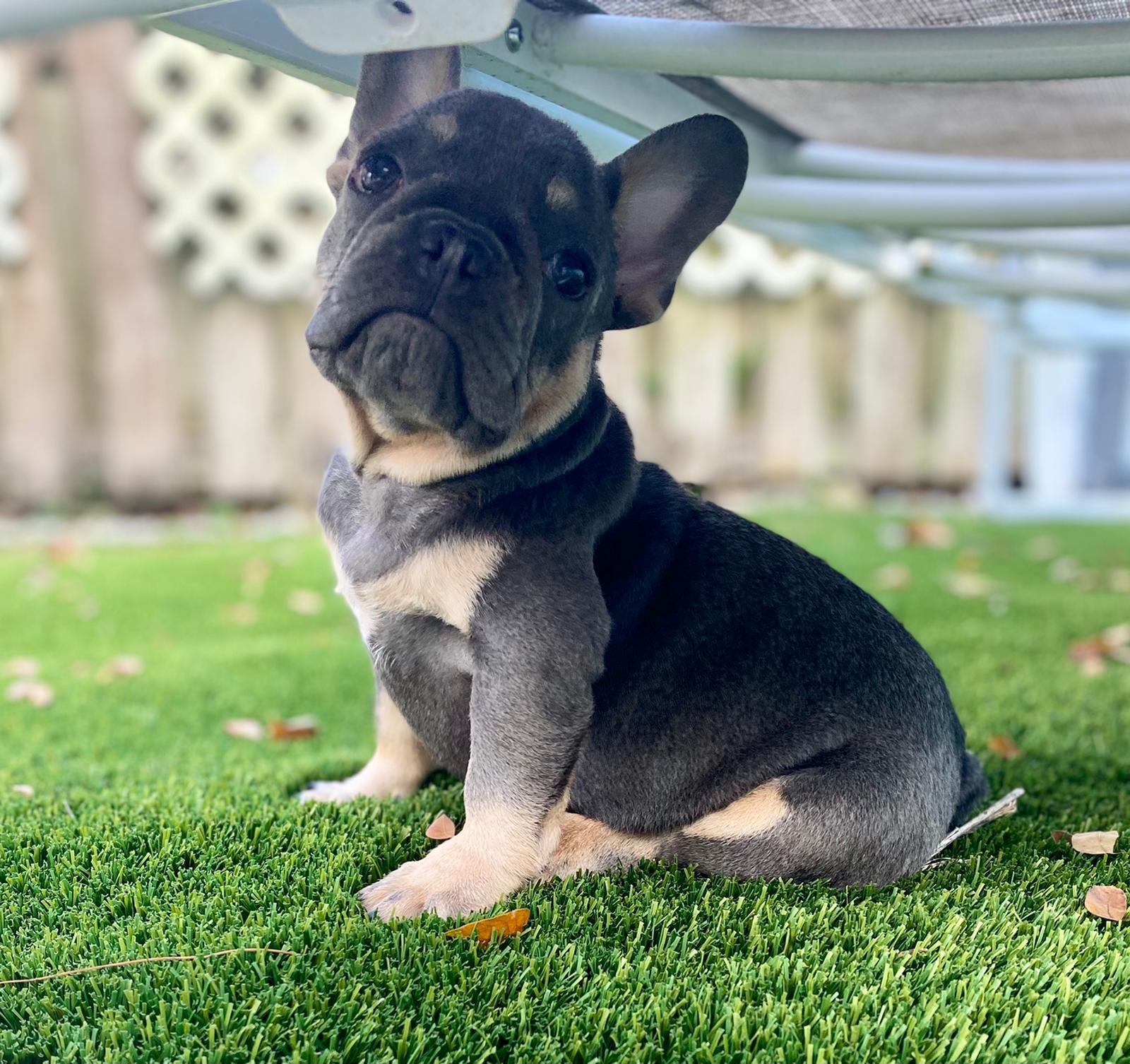 Beautiful Exotic English Bulldog Lilac Fawn Stud service Kike - 3