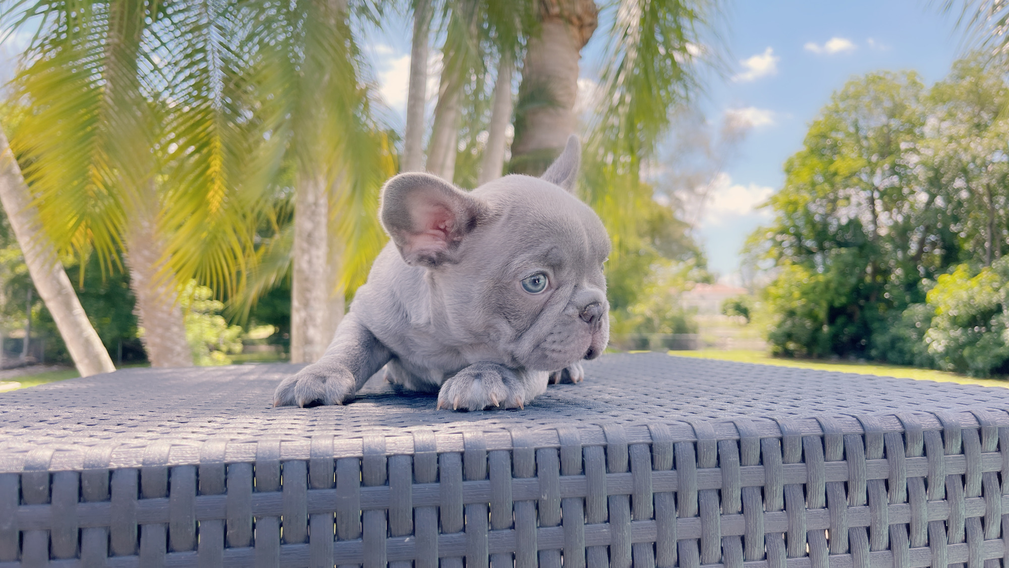 French Bulldogs Exotic Color - 4