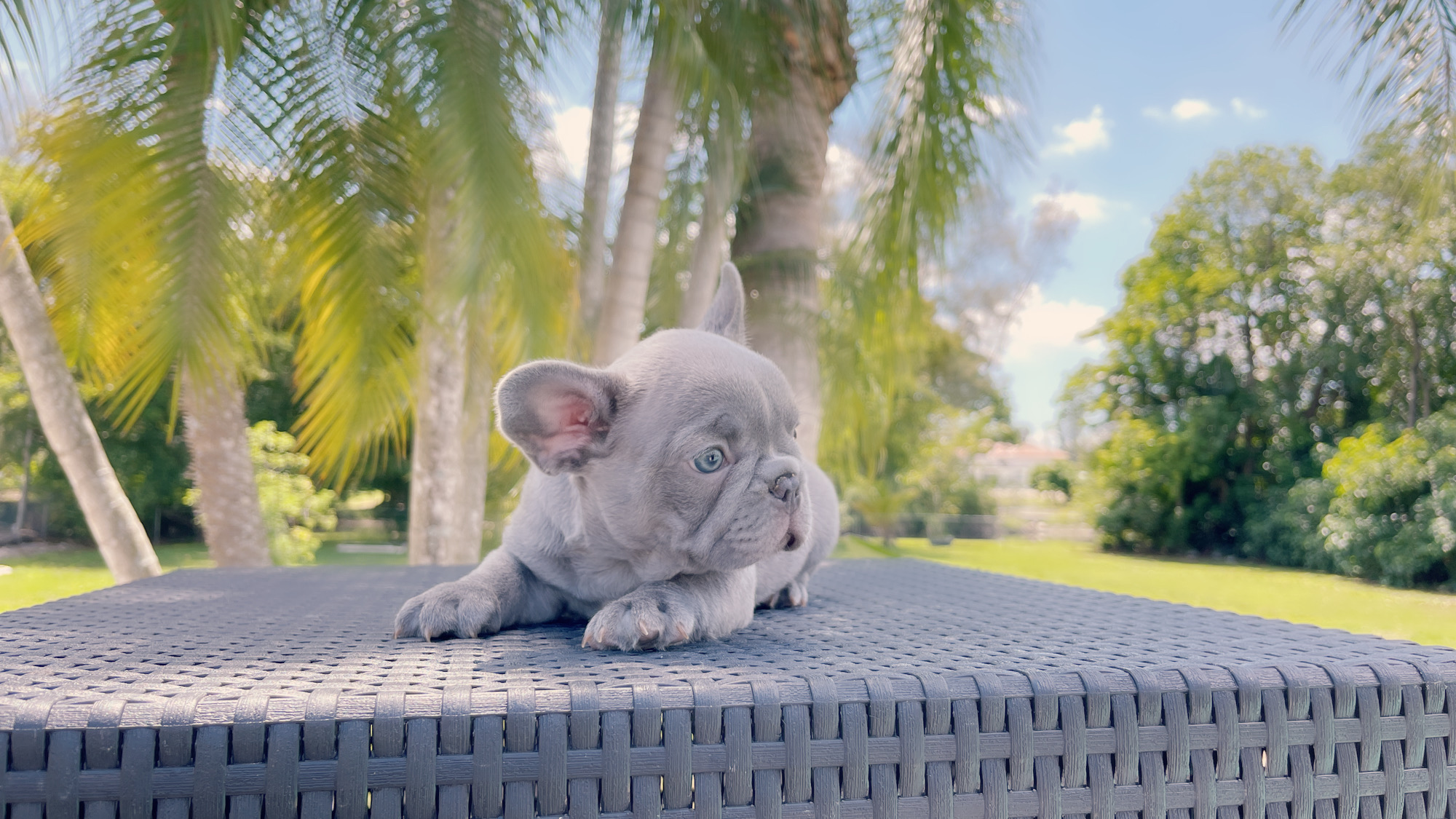 French Bulldogs Exotic Color - 6