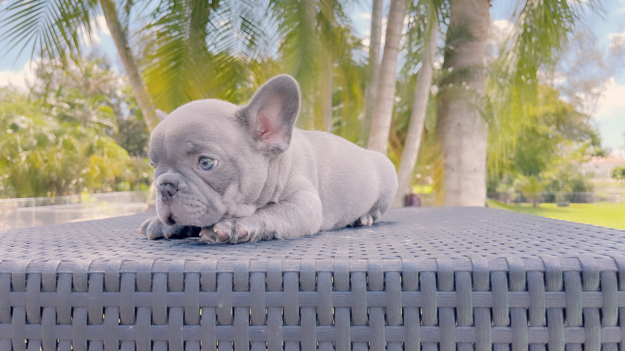 French Bulldogs Exotic Color - 7