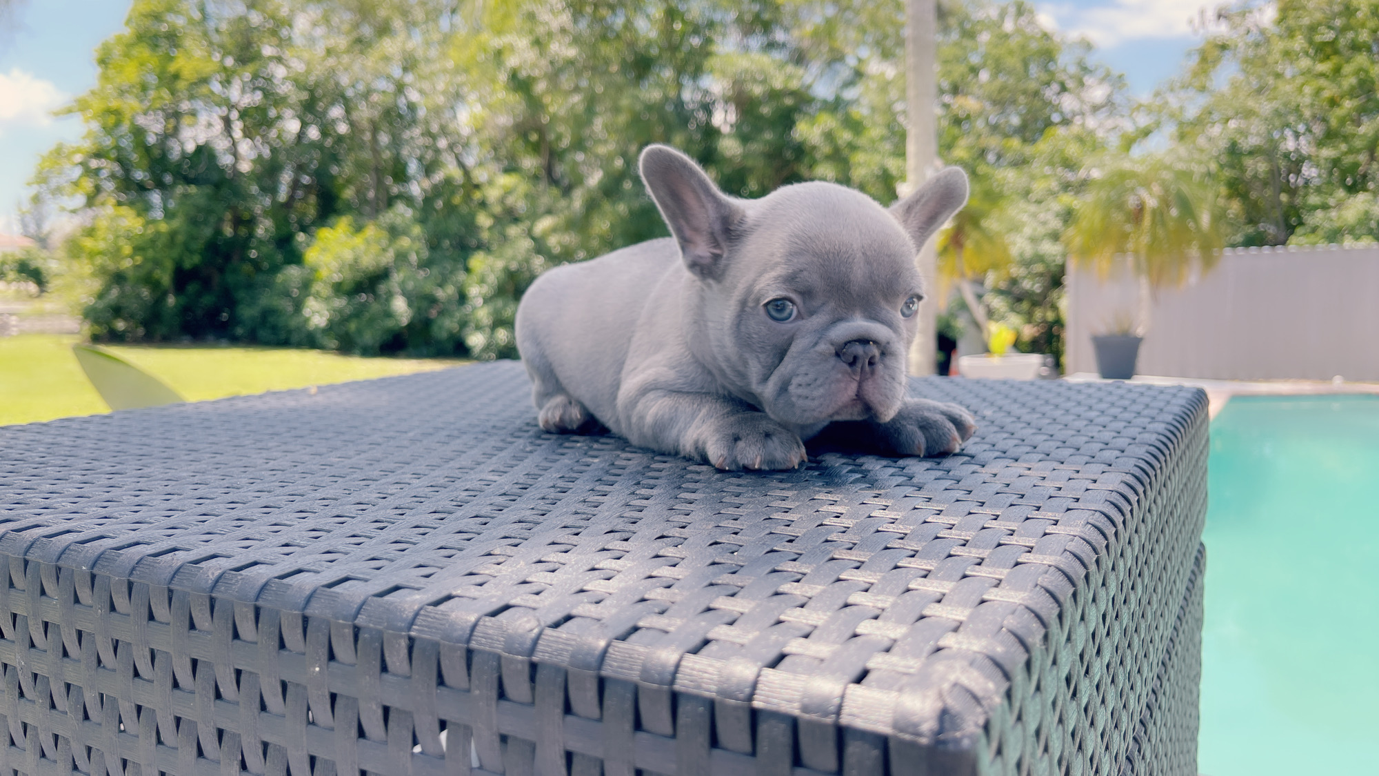 French Bulldogs Exotic Color - 8