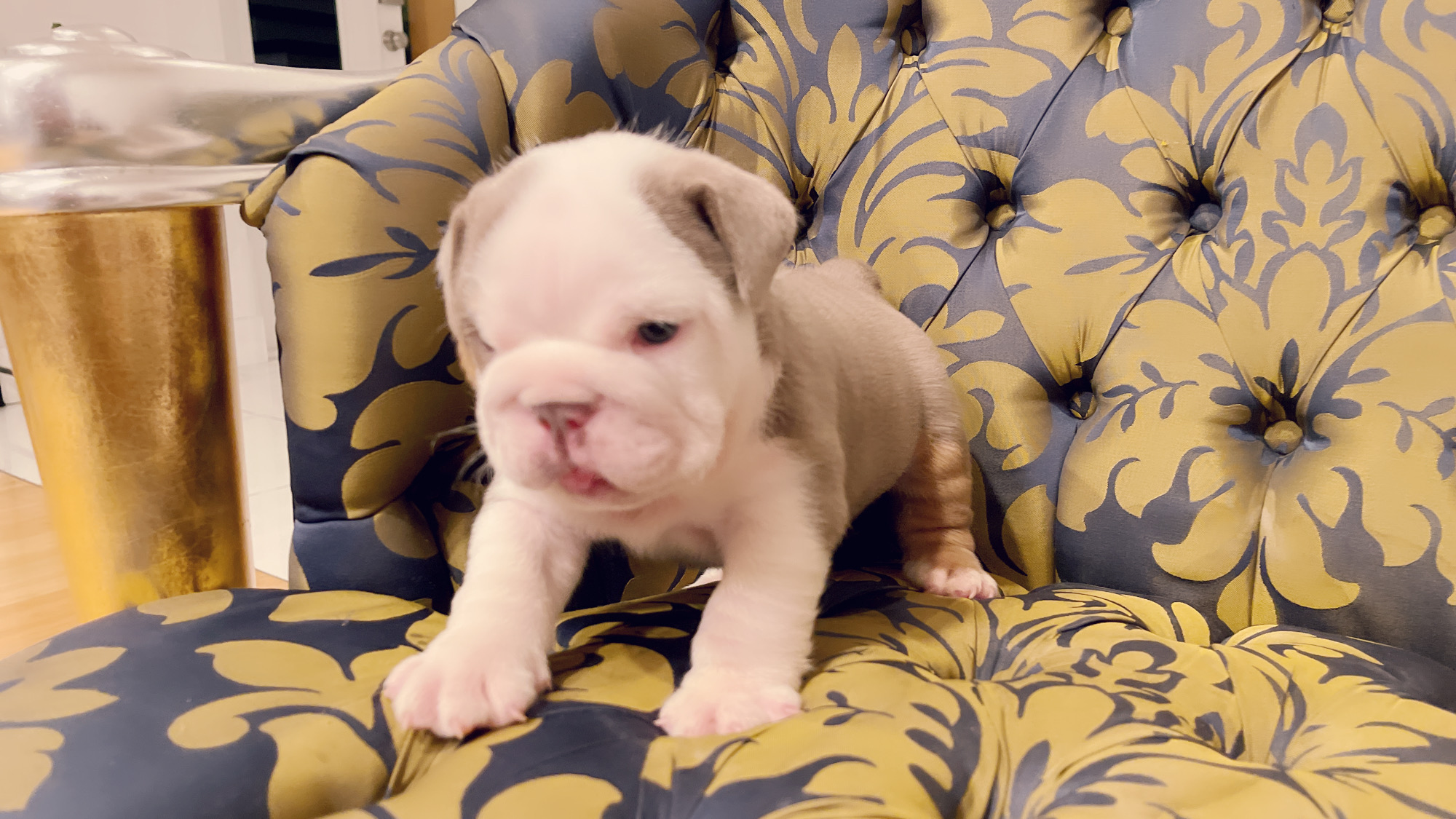 Beautiful Exotic French Bulldog Lilac Merle and Tan Master bulldog Rolex - 4