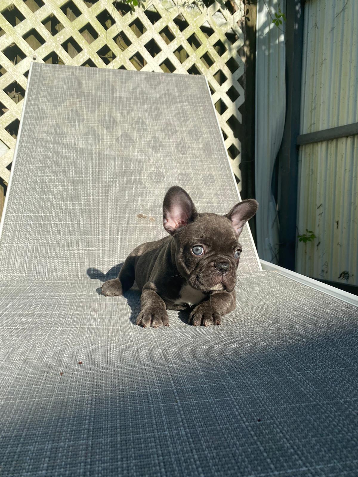Angel Beautiful Exotic French Bulldog Blue Merle - 8