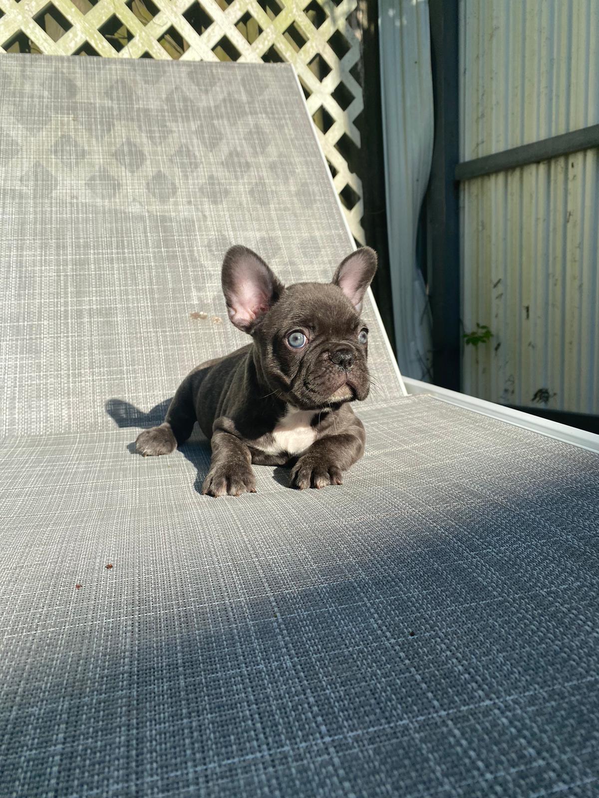 Angel Beautiful Exotic French Bulldog Blue Merle - 7