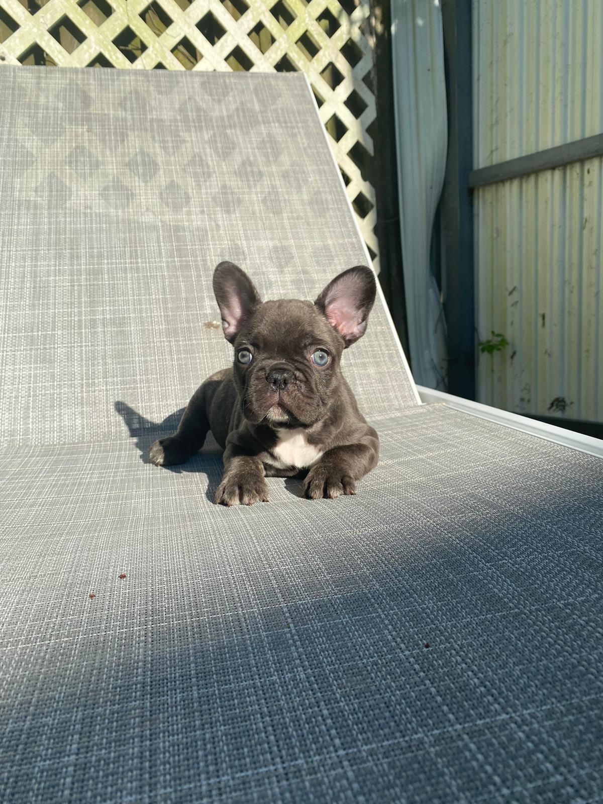 Angel Beautiful Exotic French Bulldog Blue Merle - 6