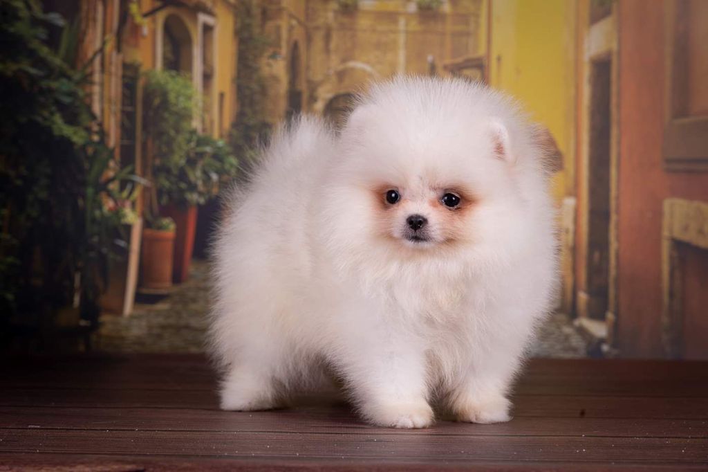 French Bulldogs Exotic Color