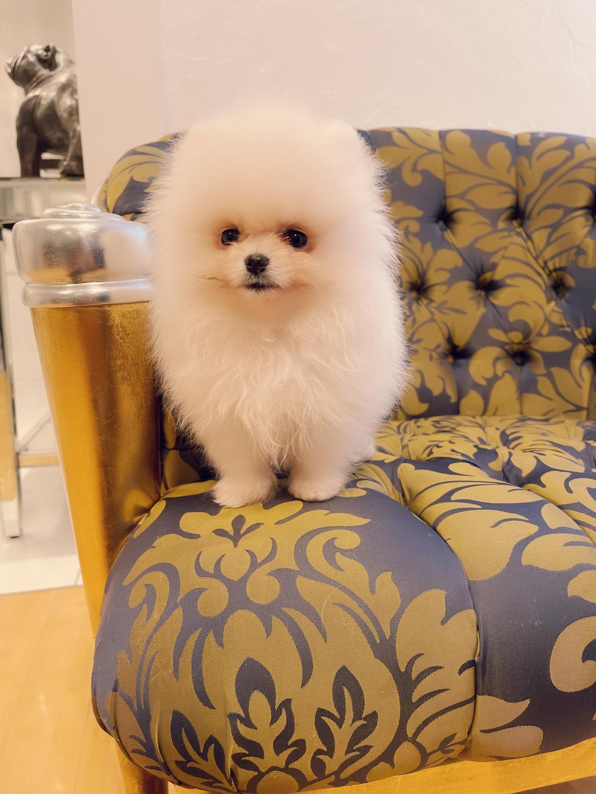 Beautiful Exotic French Bulldog Full Isabella stud Mr Isabella