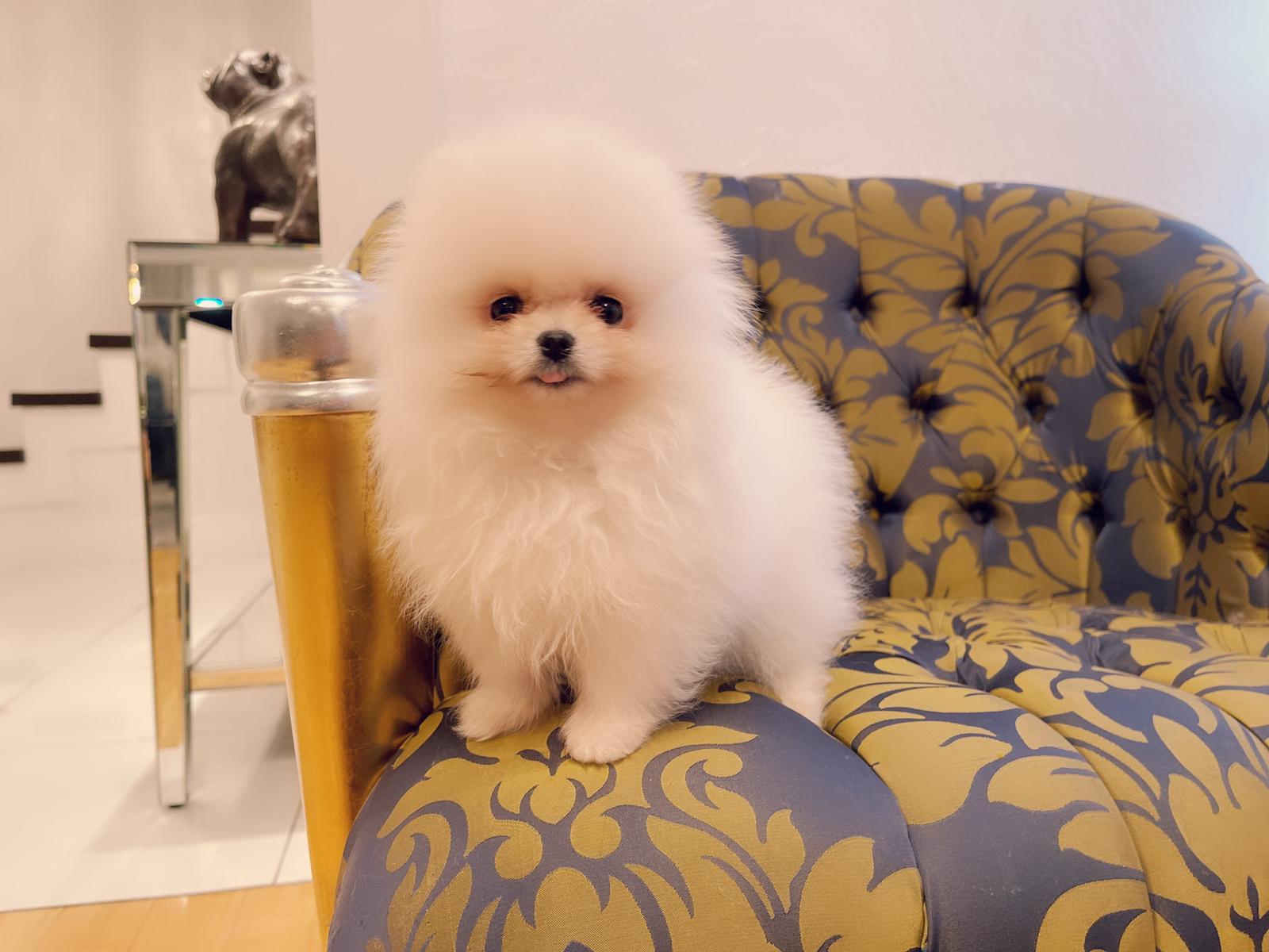 Beautiful Exotic French Bulldog Full Isabella stud Mr Isabella - 8