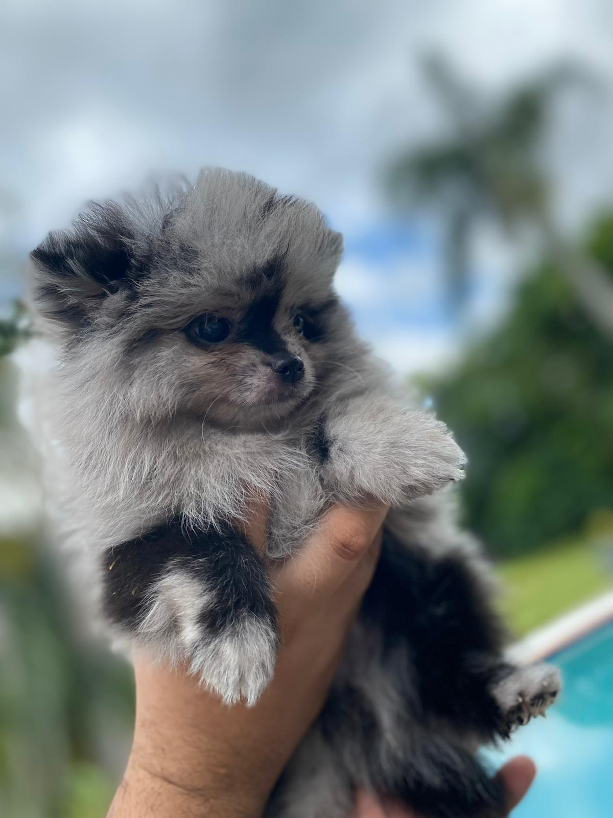 French Bulldogs Exotic Color