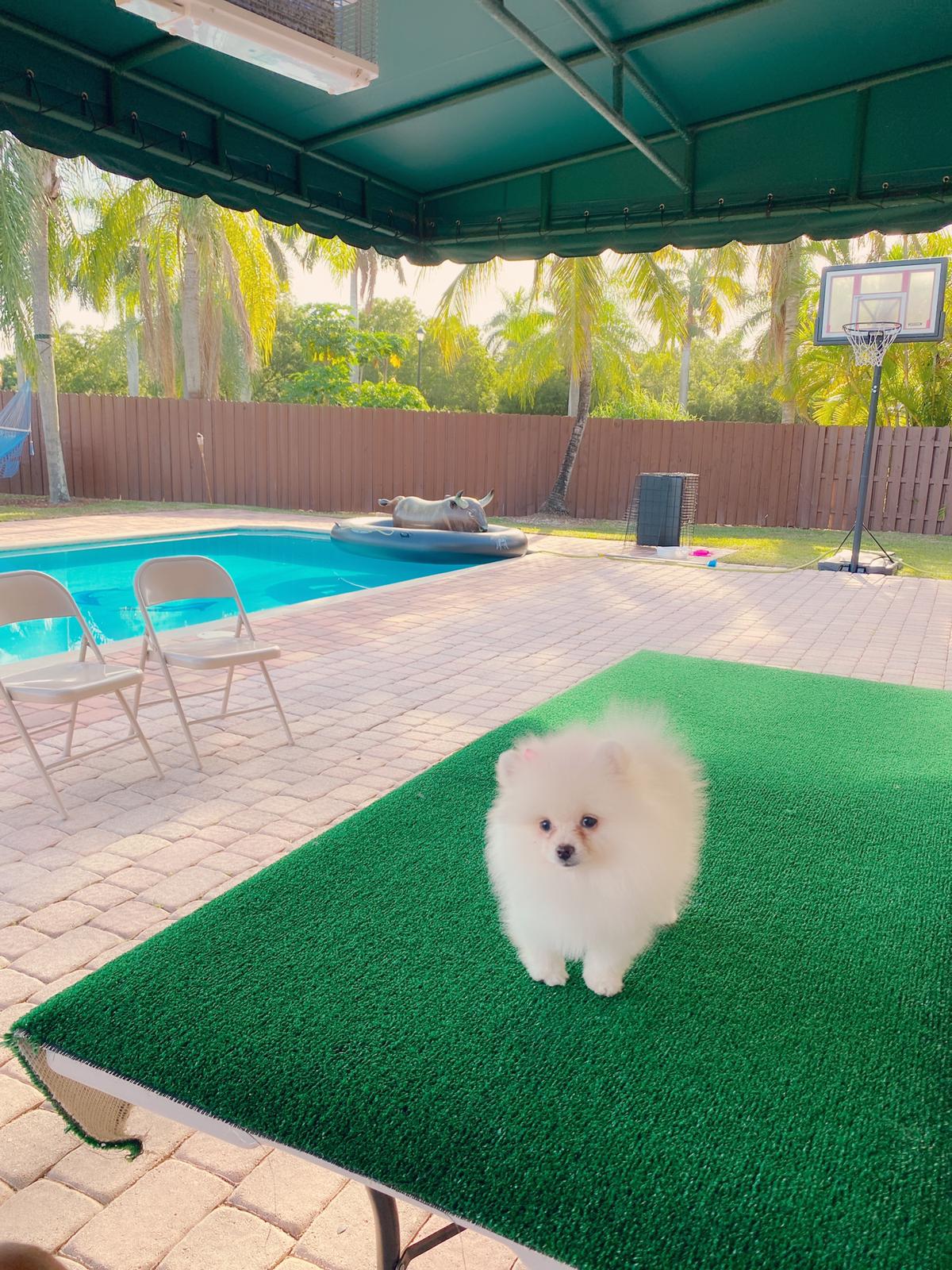 Avatar Beautiful Frenchie Brindle - 3