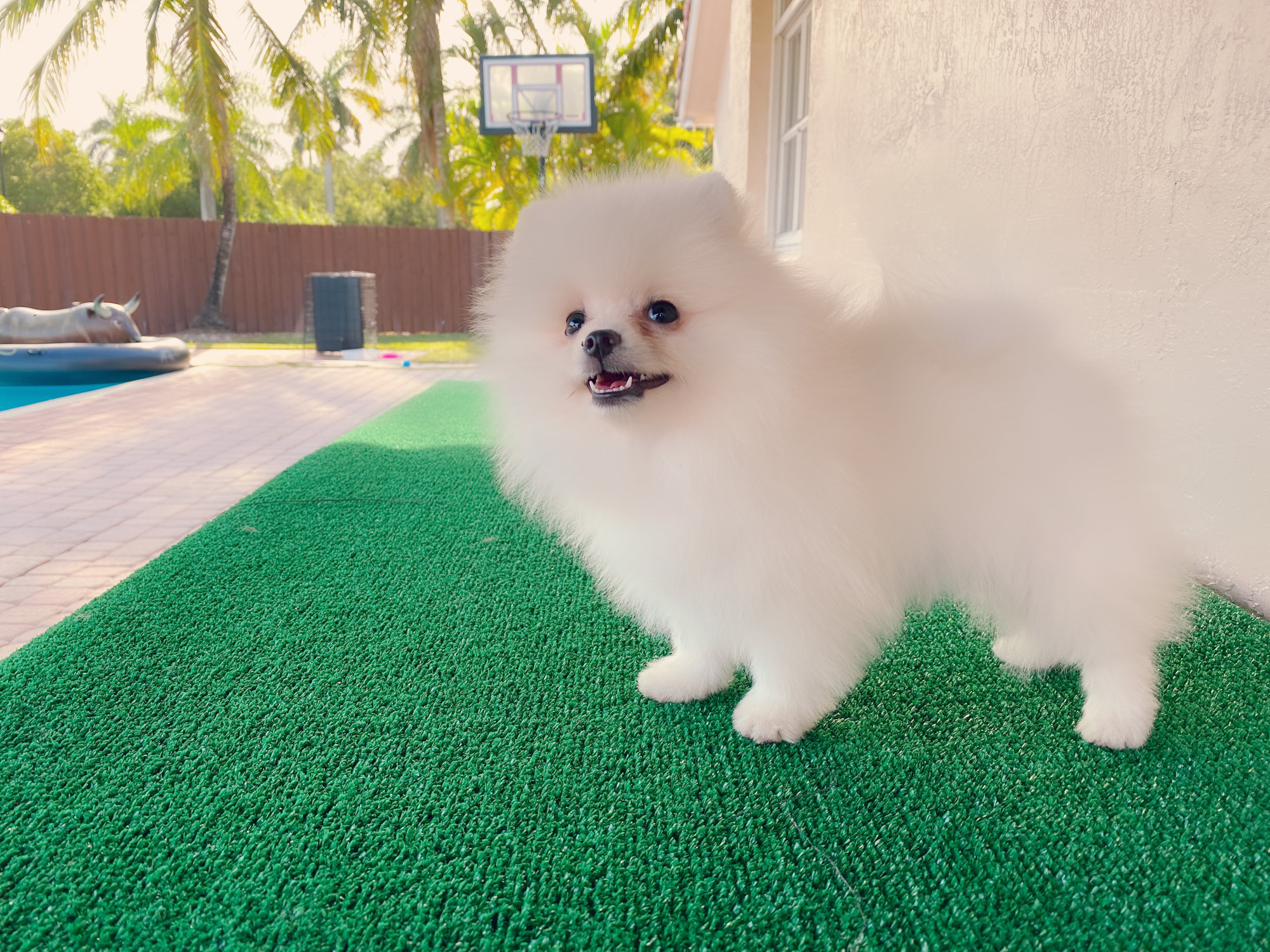 Avatar Beautiful Frenchie Brindle - 4