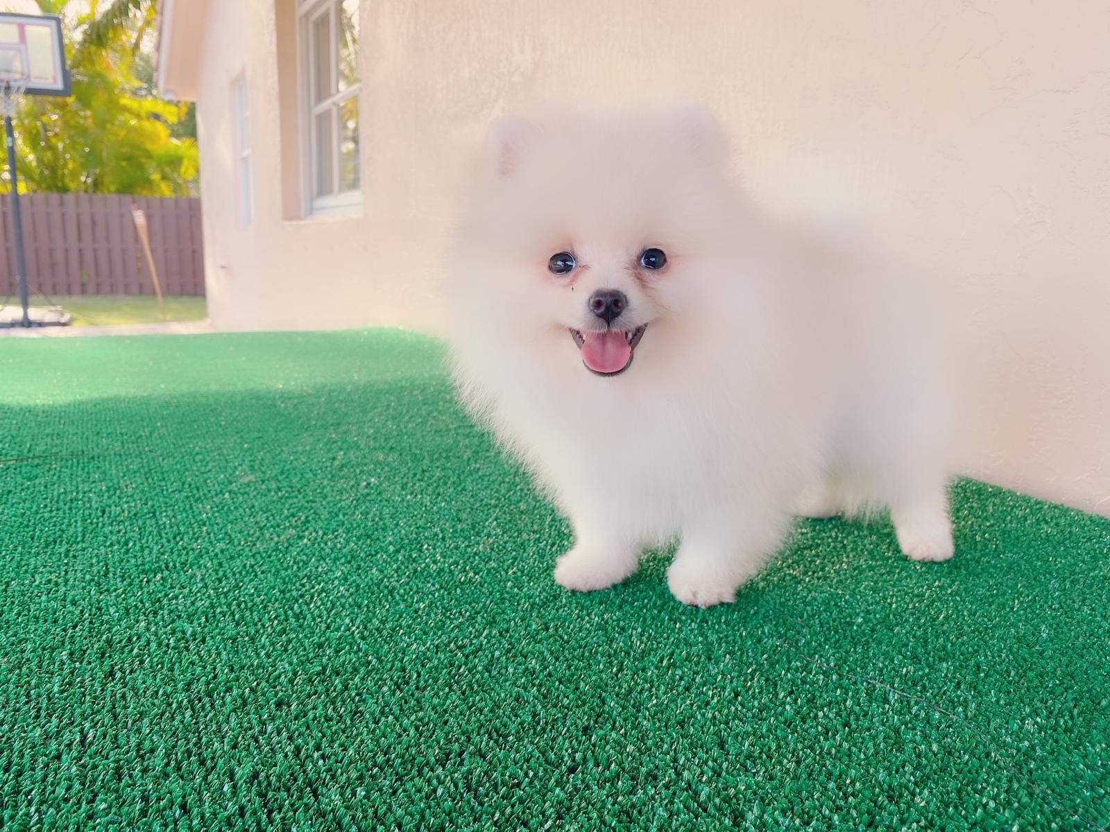 Avatar Beautiful Frenchie Brindle - 5