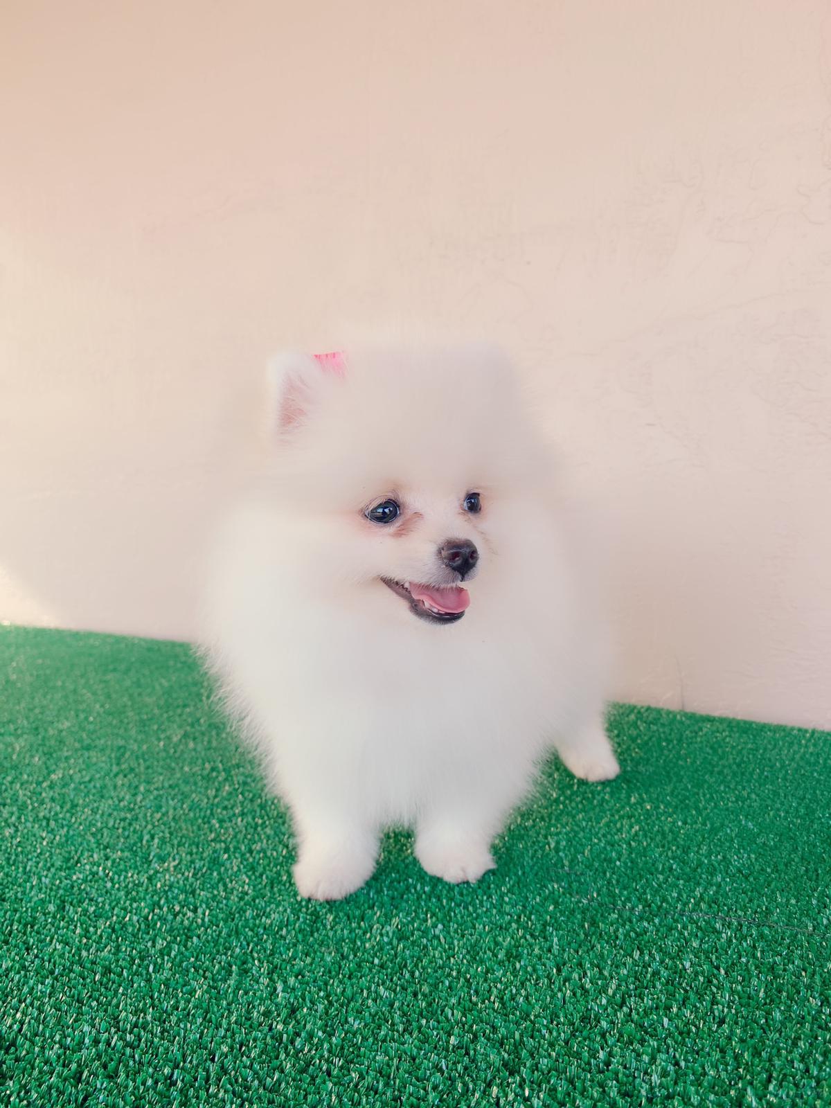 Avatar Beautiful Frenchie Brindle