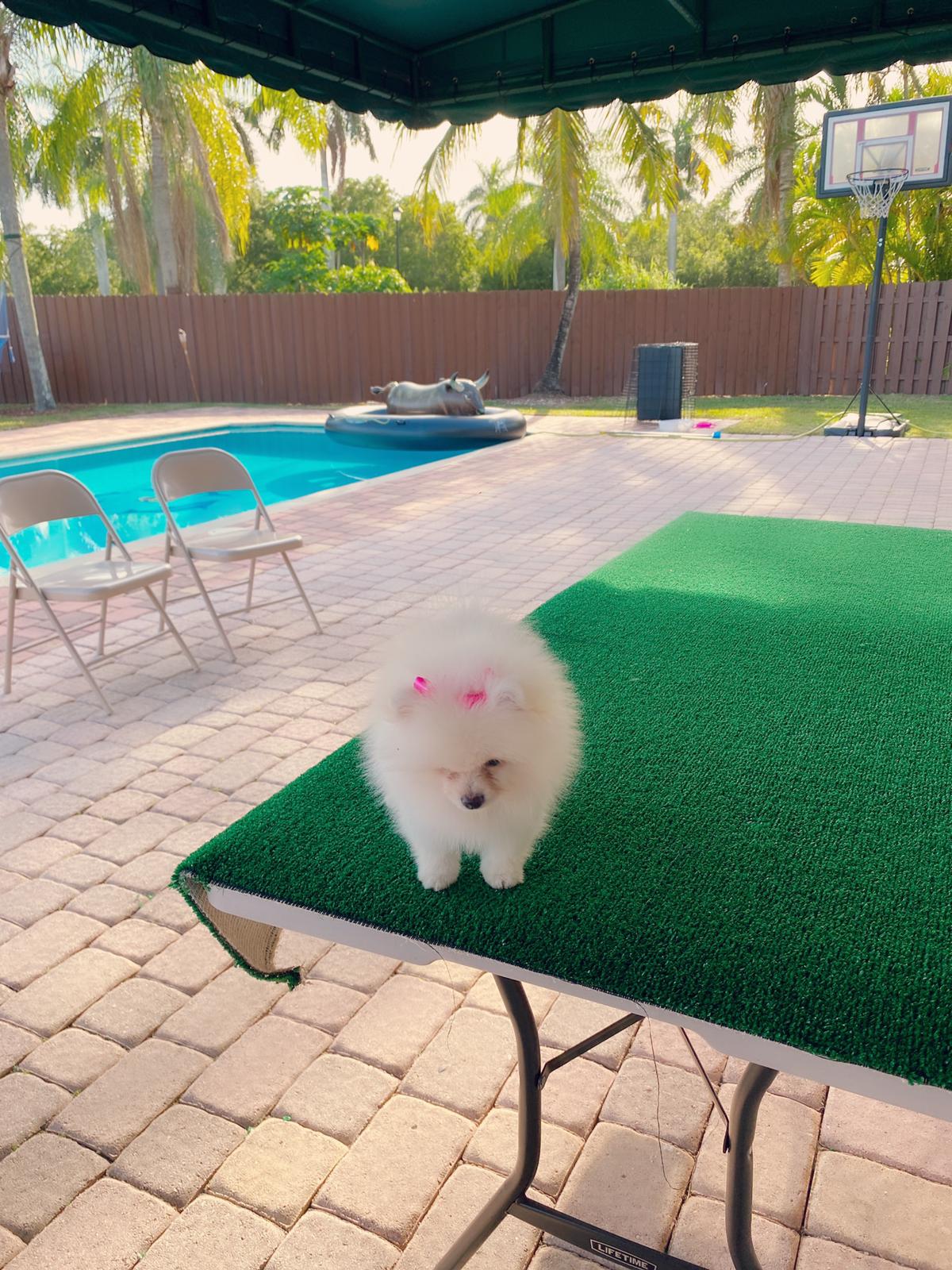 Avatar Beautiful Frenchie Brindle - 9