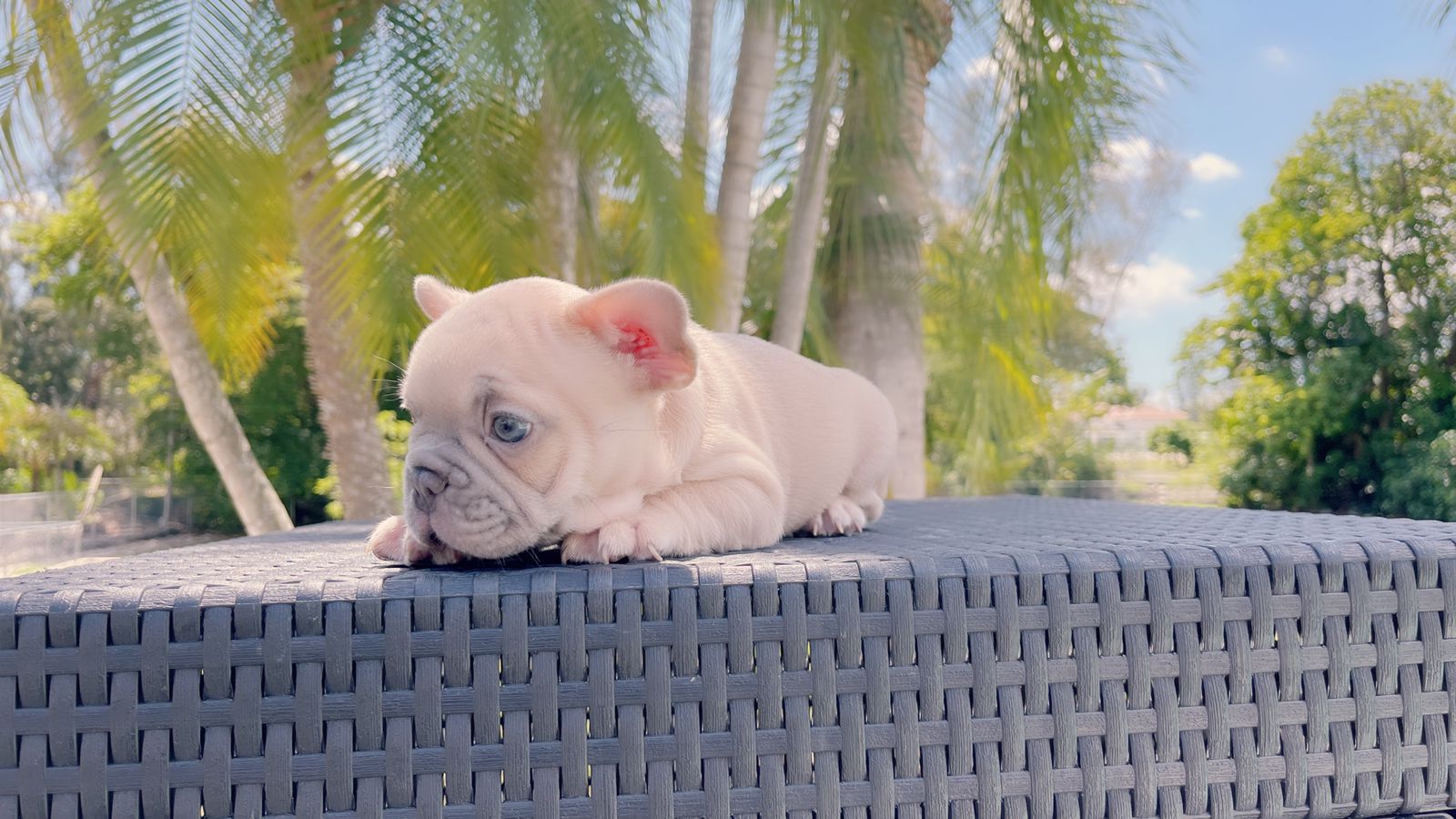 Exotic French Bulldog Lilac Fawn Male Zeus - 3