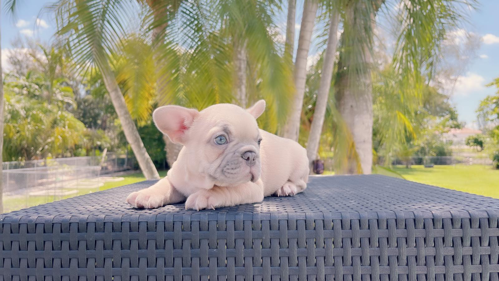Exotic French Bulldog Lilac Fawn Male Zeus