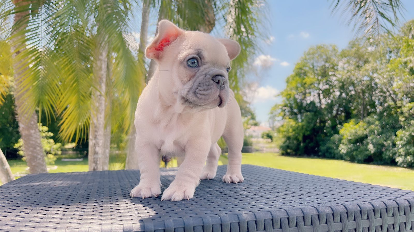 Exotic French Bulldog Lilac Fawn Male Zeus - 2