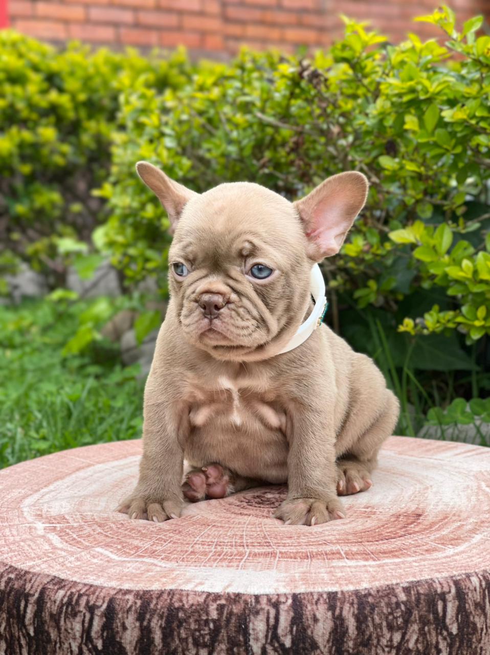 Exotic Pomeranian Teacup Teddy Bear Blue Merle Tony - 4