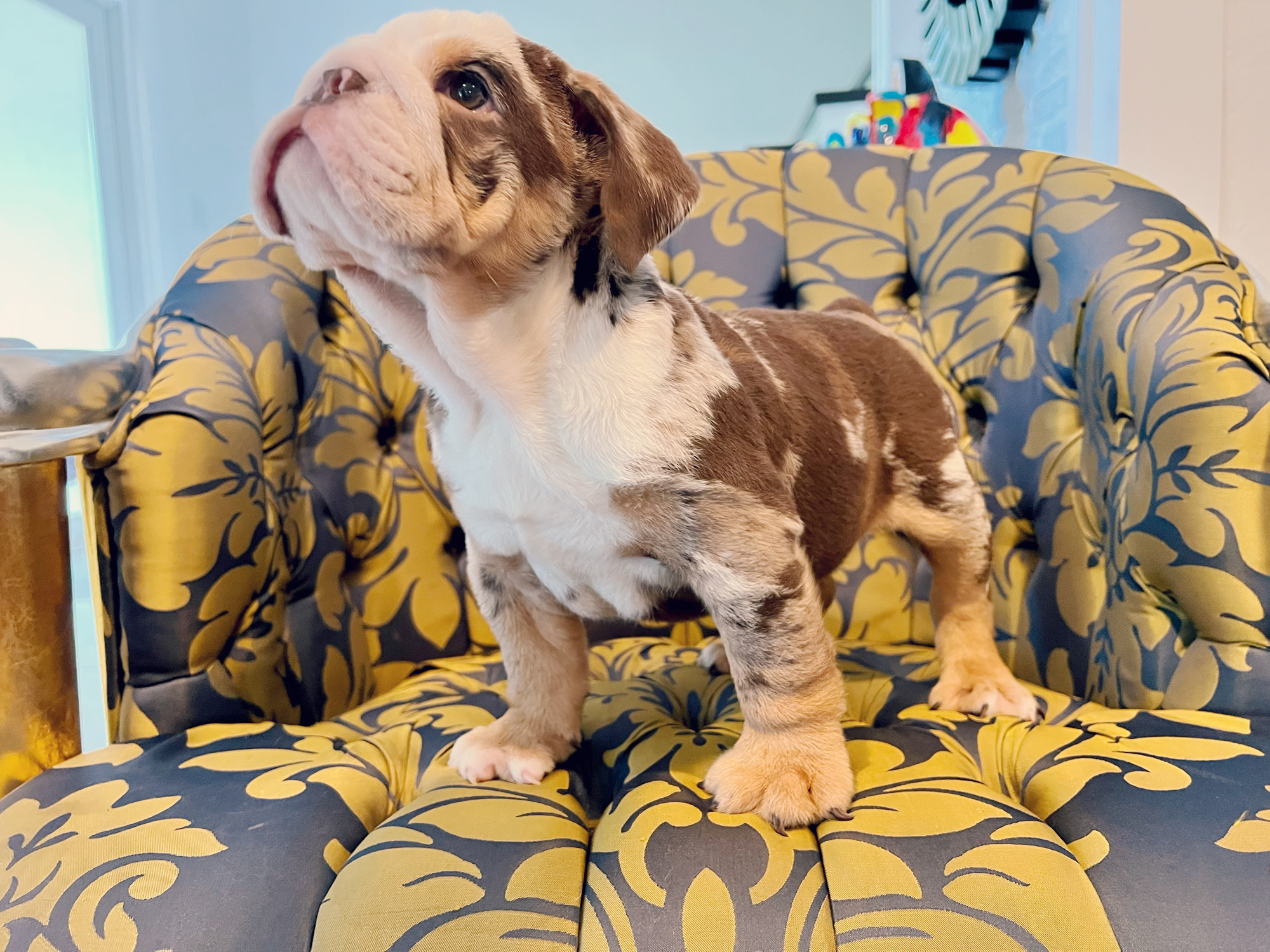 French Bulldog Choco Lilac Sable Fluffy Carrier Triple carrier Female – Marsella - 7