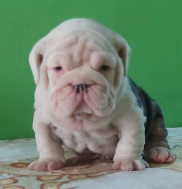 Refund and Returns Policy