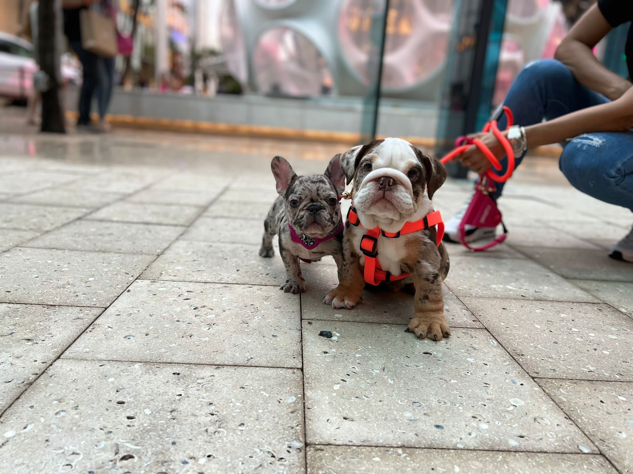 French Bulldog Choco Lilac Sable Fluffy Carrier Triple carrier Female – Marsella