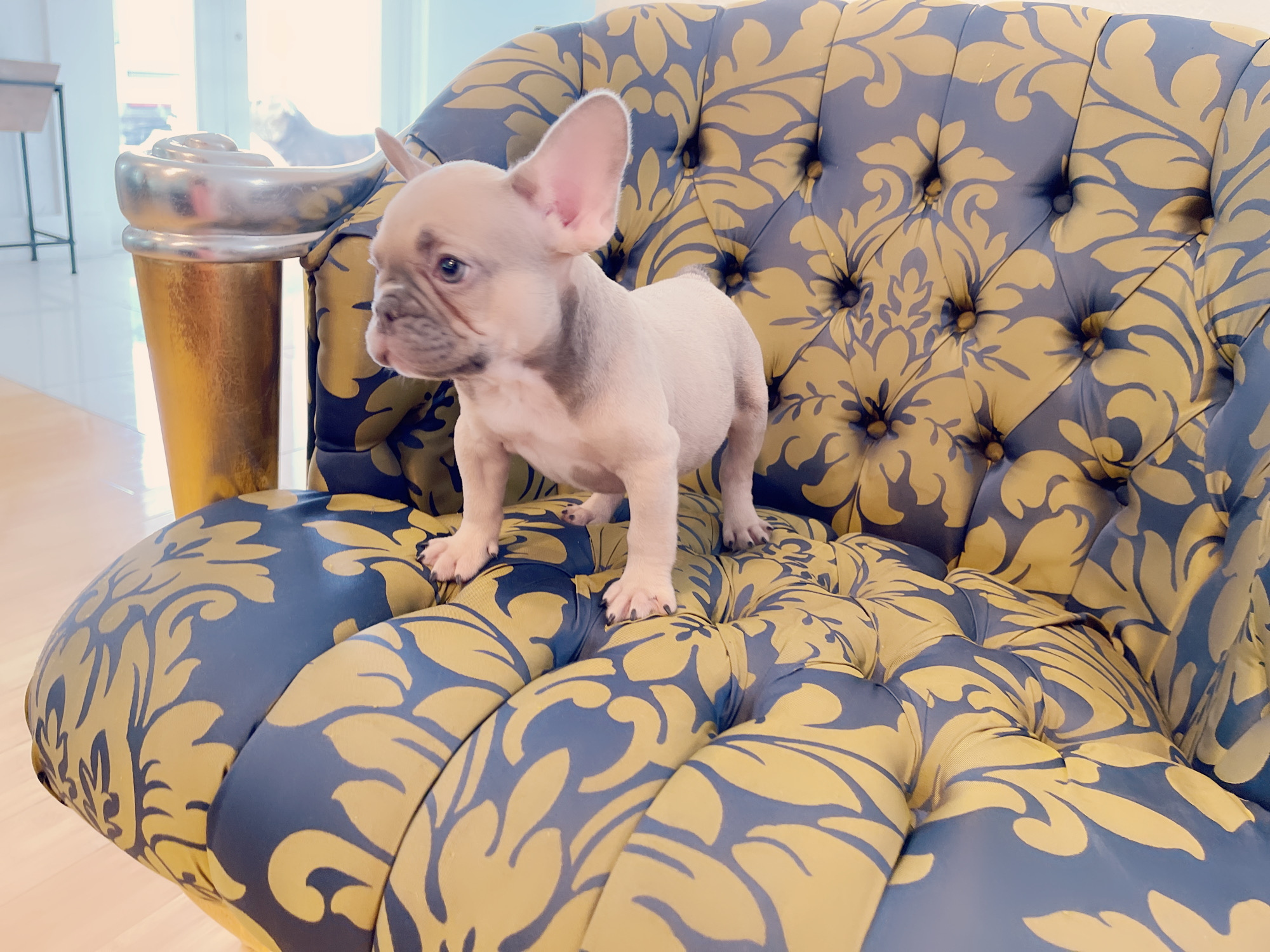 French Bulldog Lilac merle Female Niza - 8