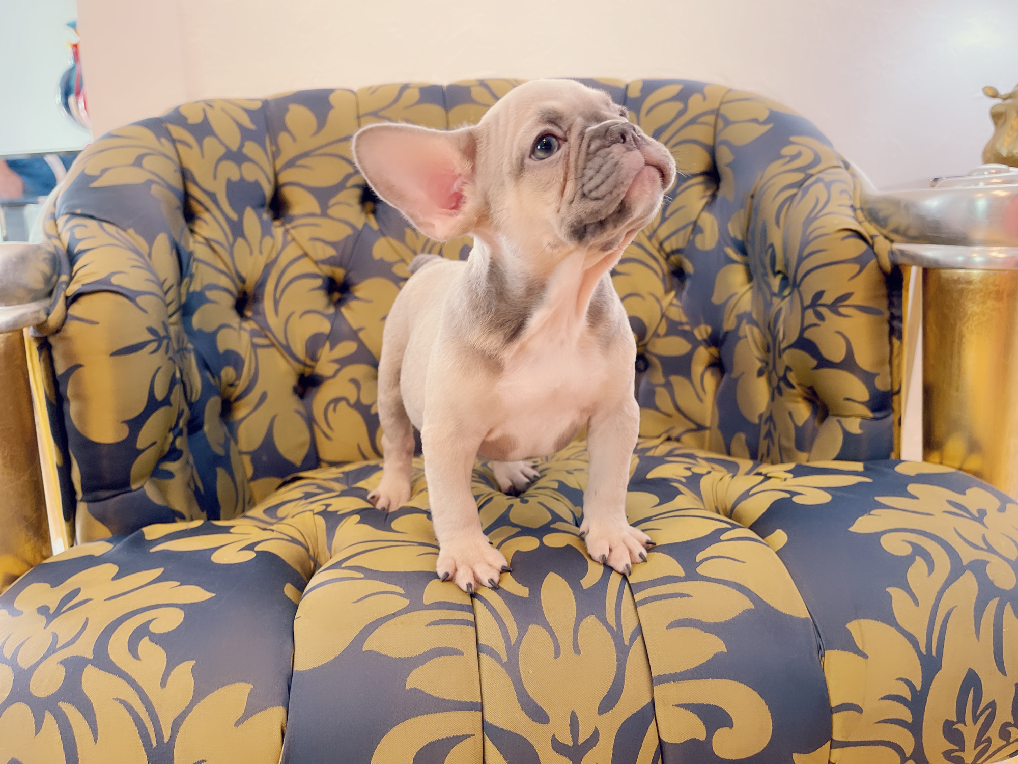 French Bulldog Lilac merle Female Niza - 3