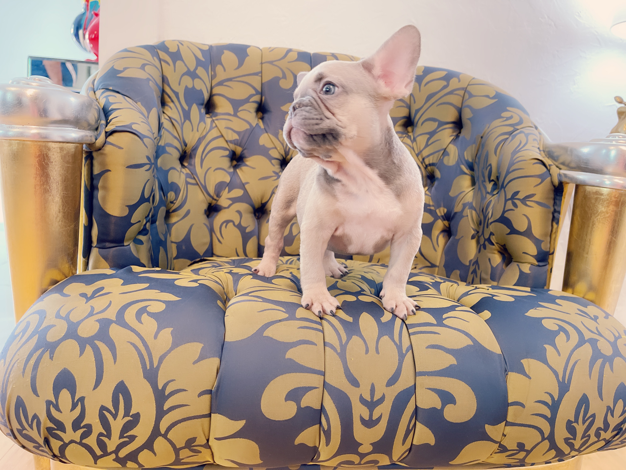 French Bulldog Lilac merle Female Niza - 5