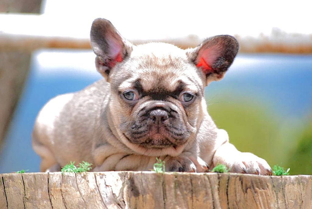 Beautiful French bulldog Lilac sable fawn, fuffly carrier triple Carrier Male Lyon - 4