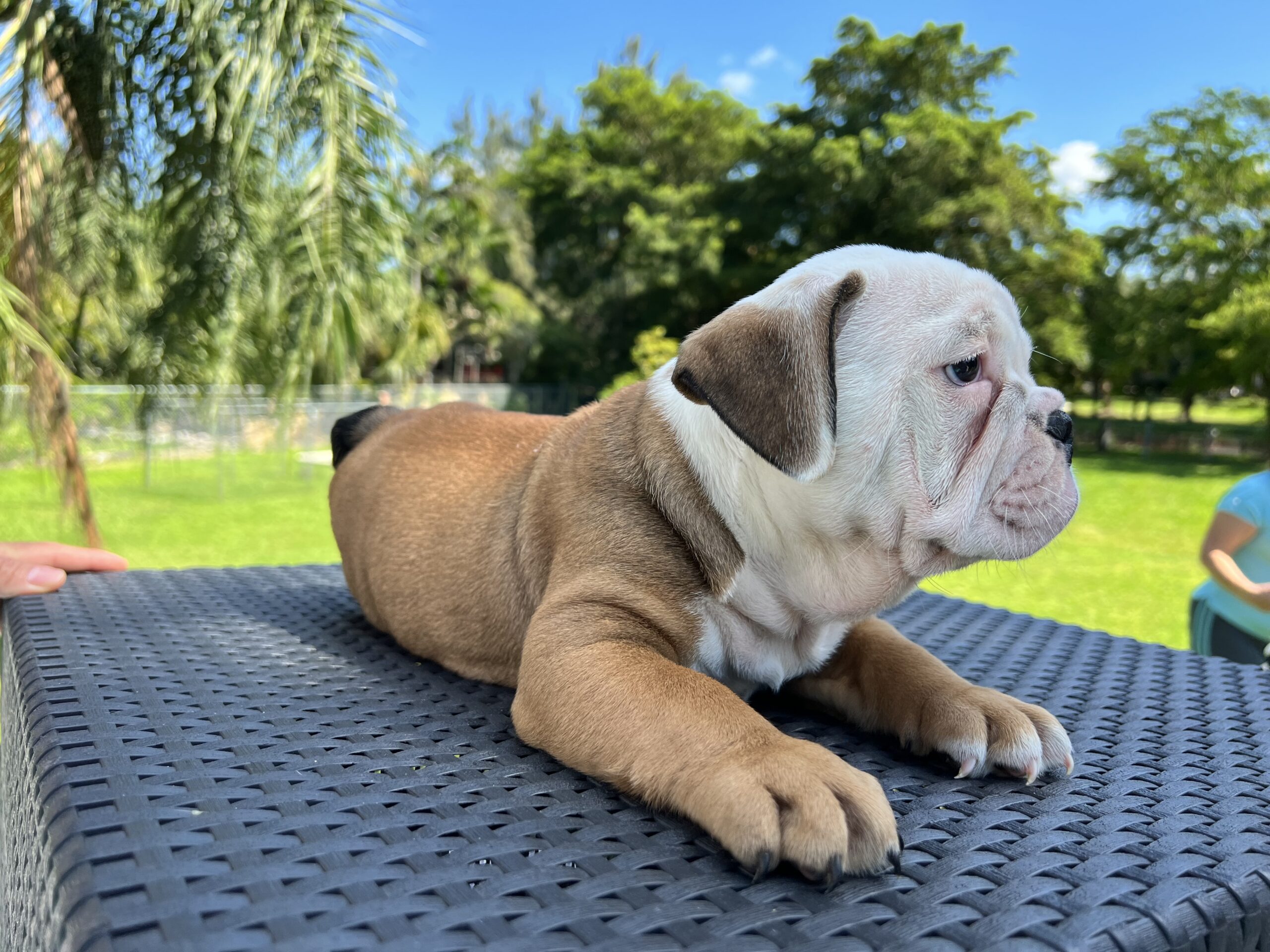 English bulldog standard female Preston - 3