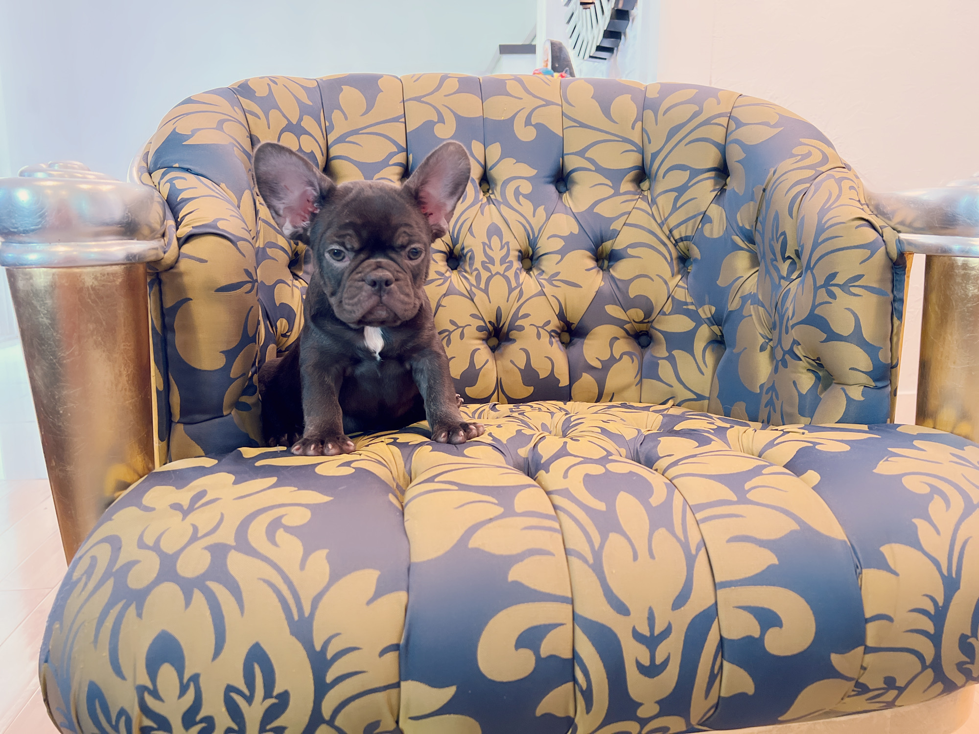 Beautiful French bulldog lilac Isabella carrier Lyon - 13