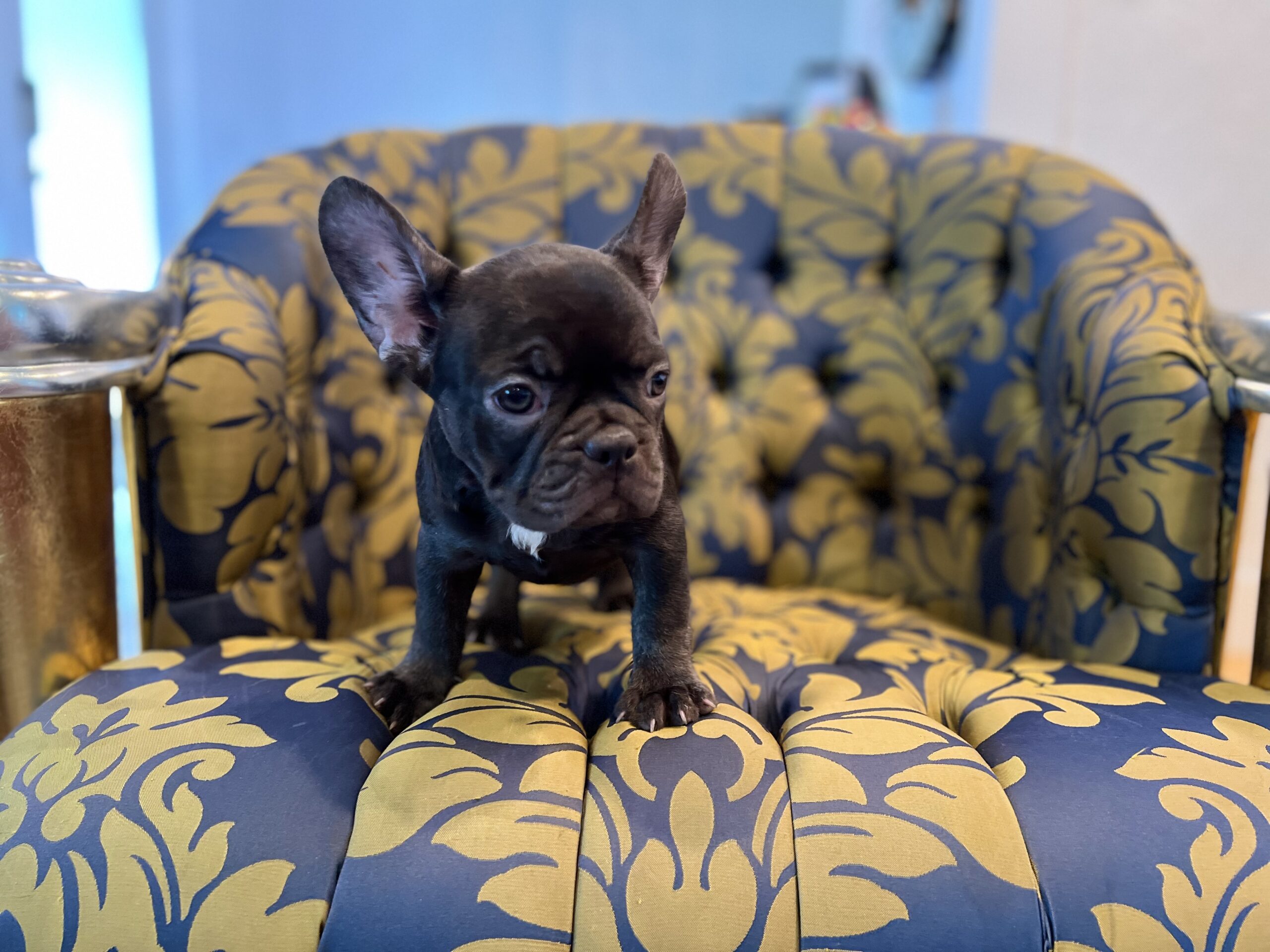 Beautiful French bulldog lilac Isabella carrier Lyon - 2