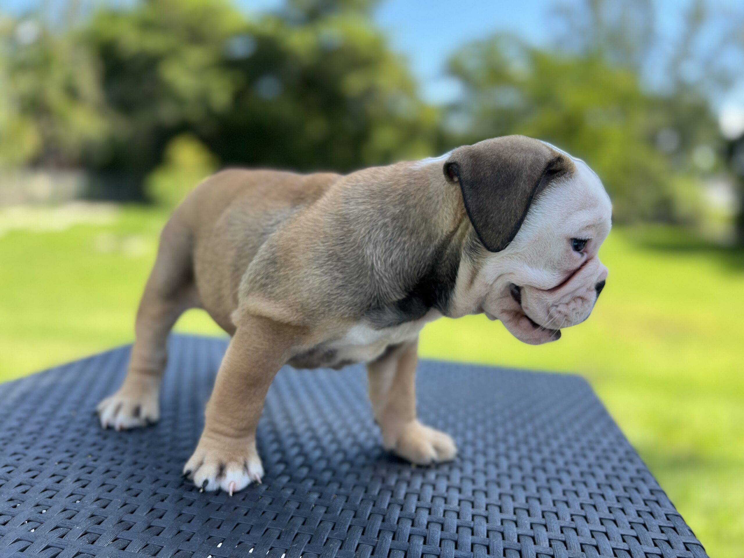 English bulldog fawn and white female master bulldogs Norwich - 9