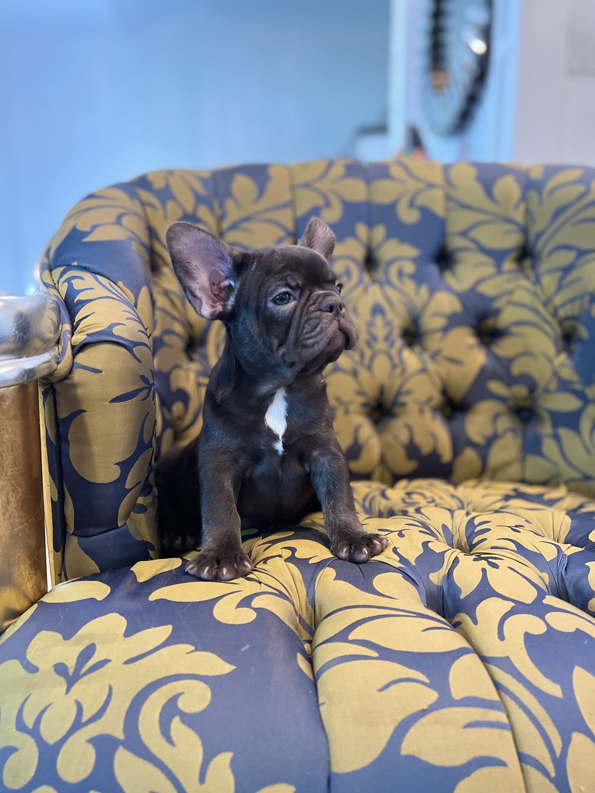 Beautiful French bulldog lilac Isabella carrier Lyon - 11