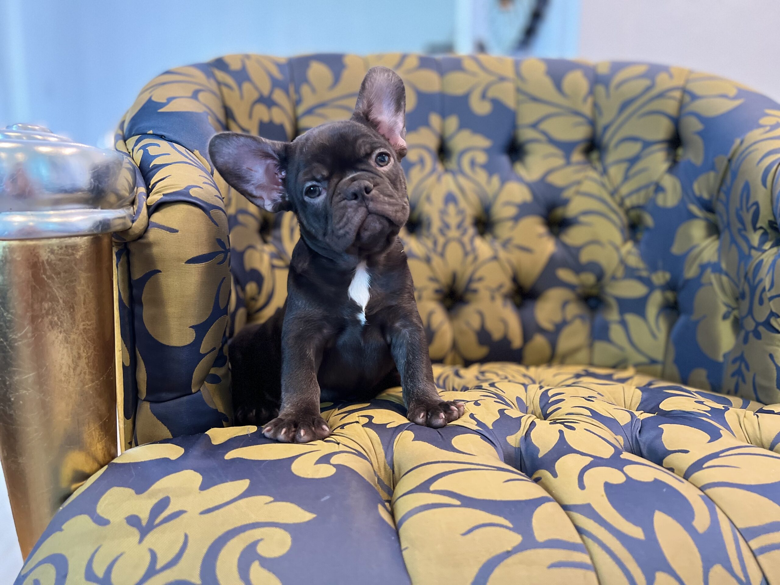 Beautiful French bulldog lilac Isabella carrier Lyon - 10