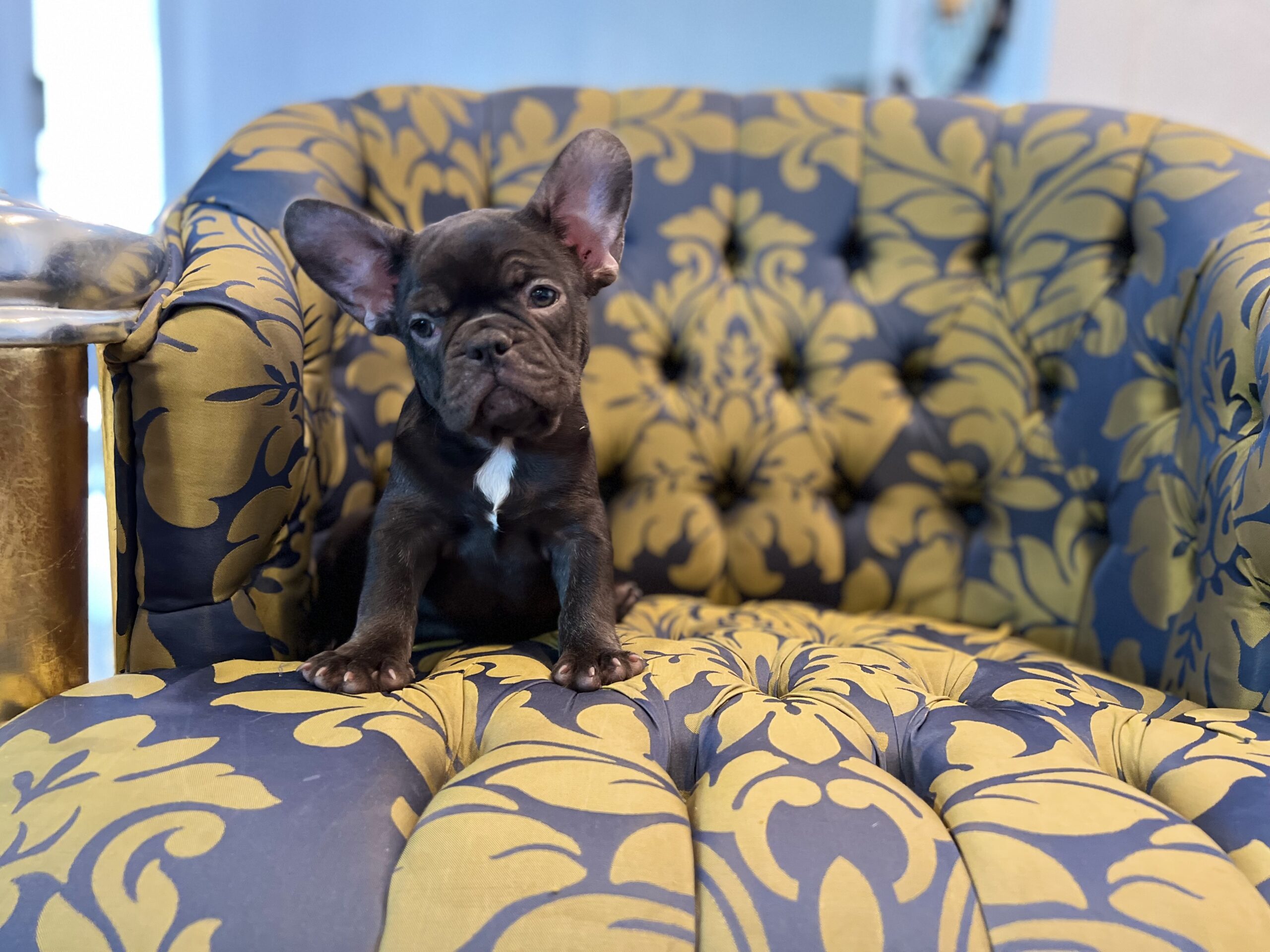 Beautiful French bulldog lilac Isabella carrier Lyon - 8