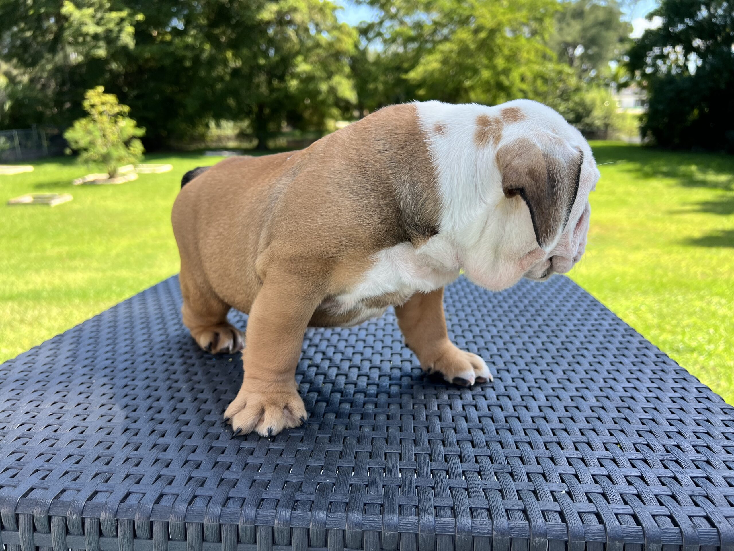 English bulldog standard female Preston - 5