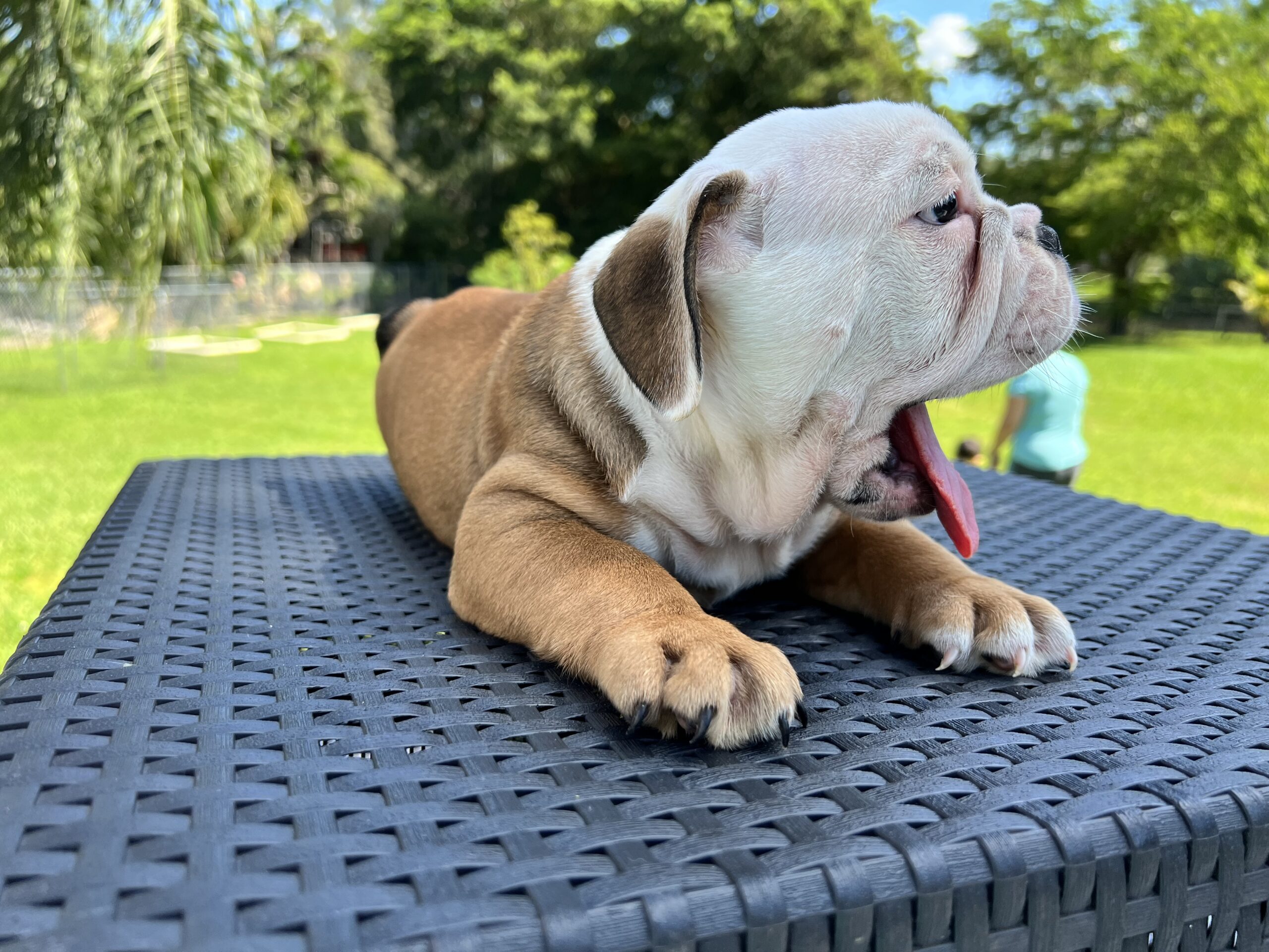 English bulldog standard female Preston - 7