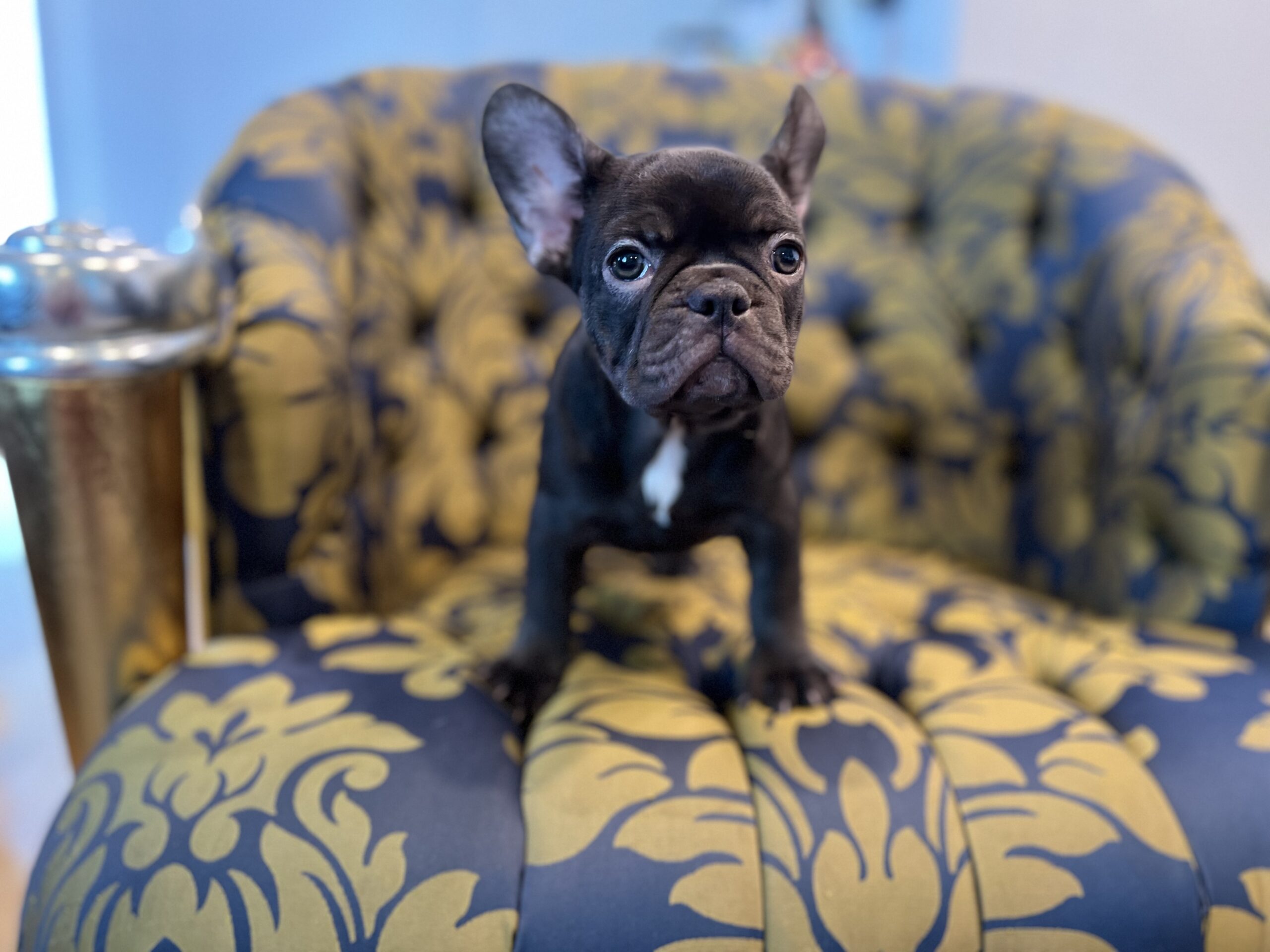 Beautiful French bulldog lilac Isabella carrier Lyon - 4