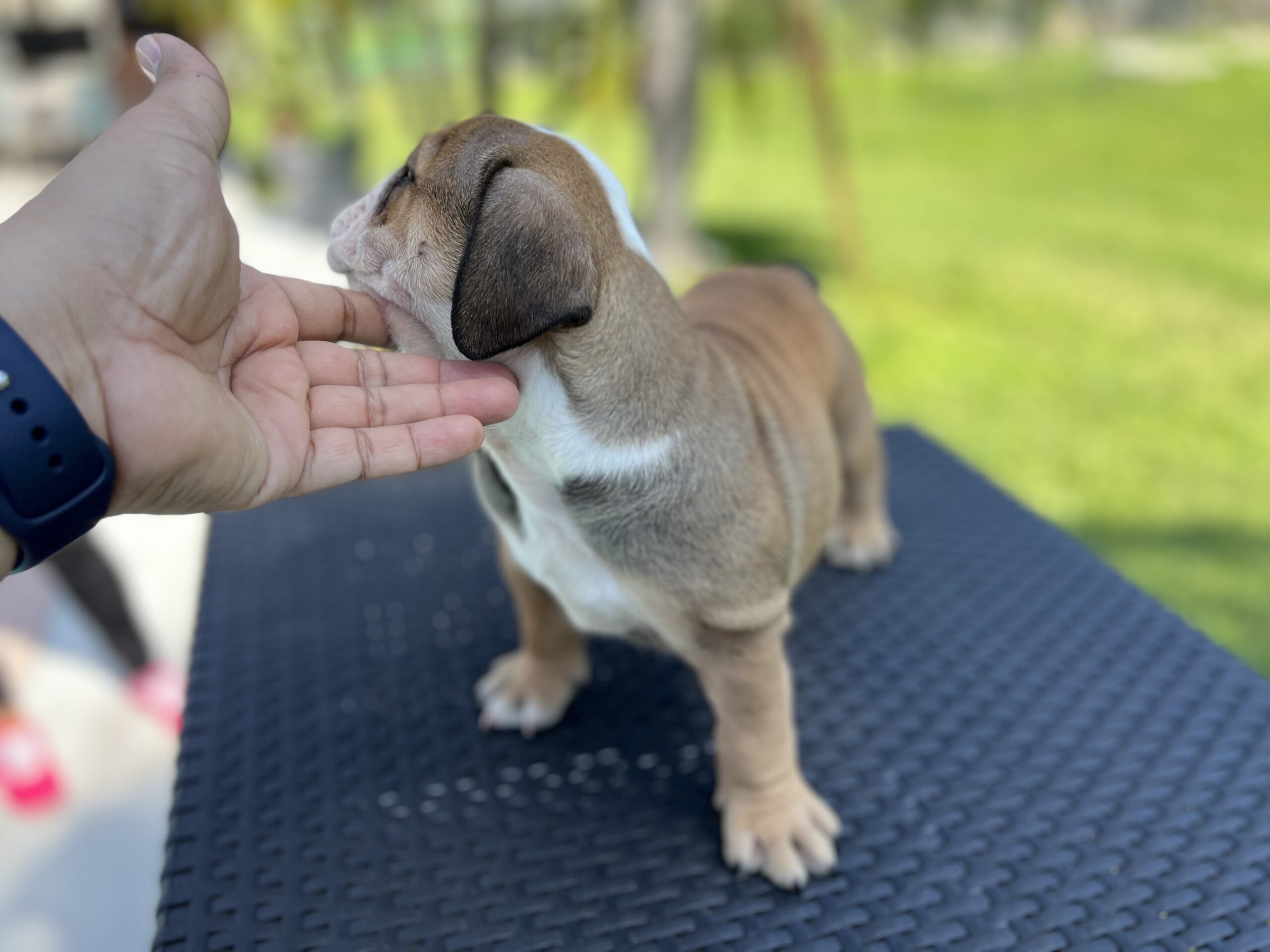 English bulldog fawn and white female master bulldogs Norwich - 4
