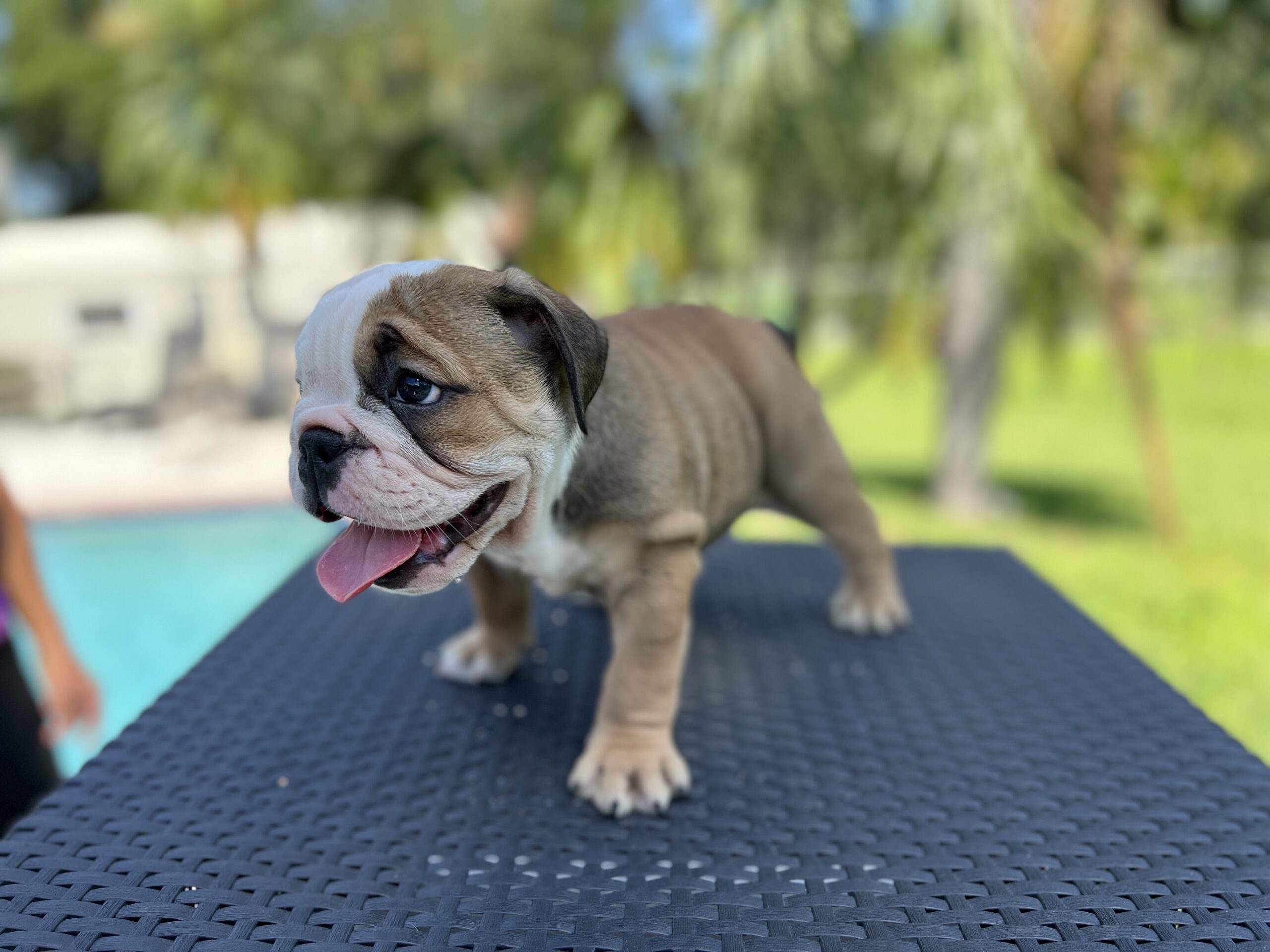 English bulldog fawn and white female master bulldogs Norwich - 3