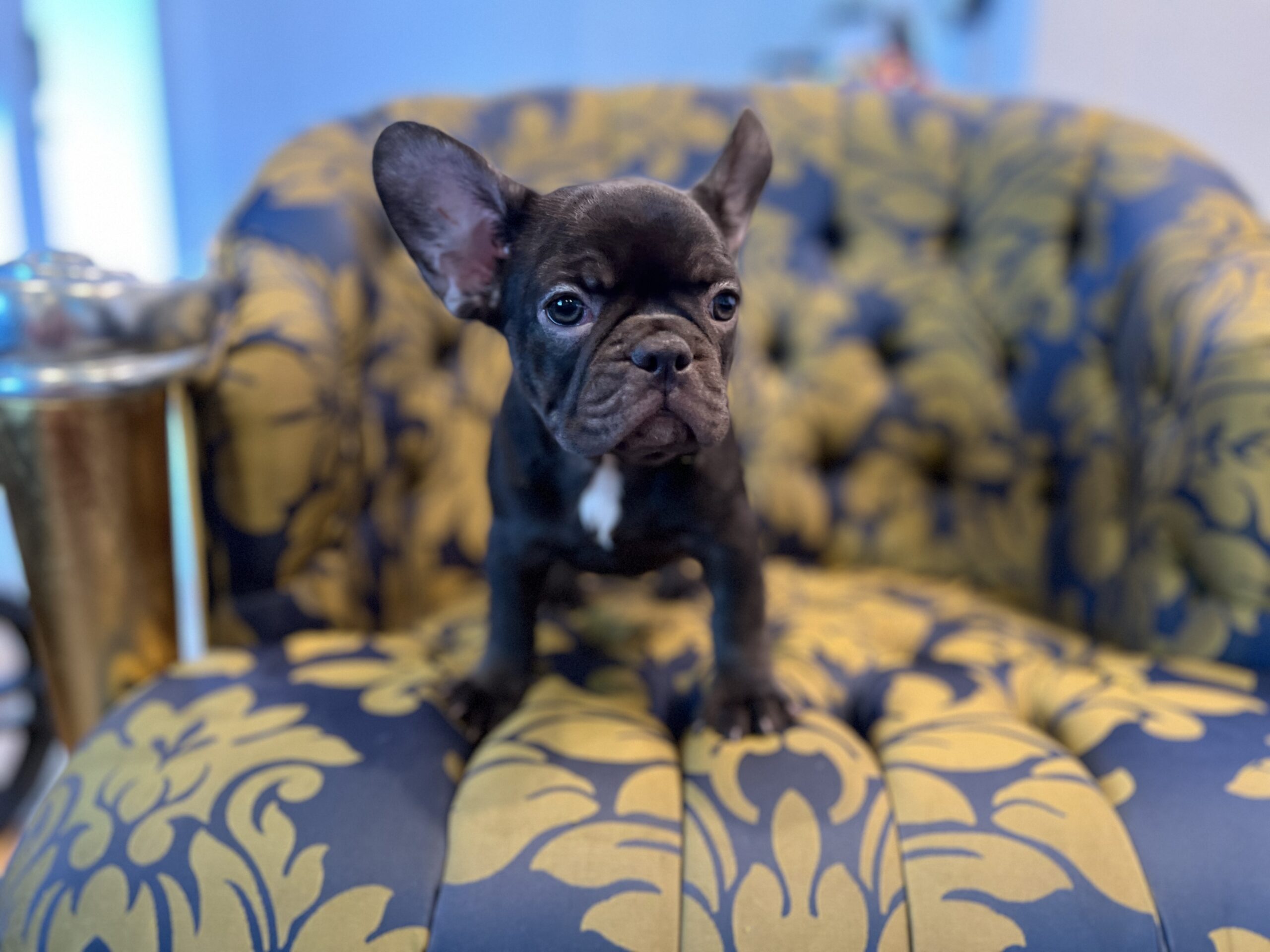 Beautiful French bulldog lilac Isabella carrier Lyon - 3