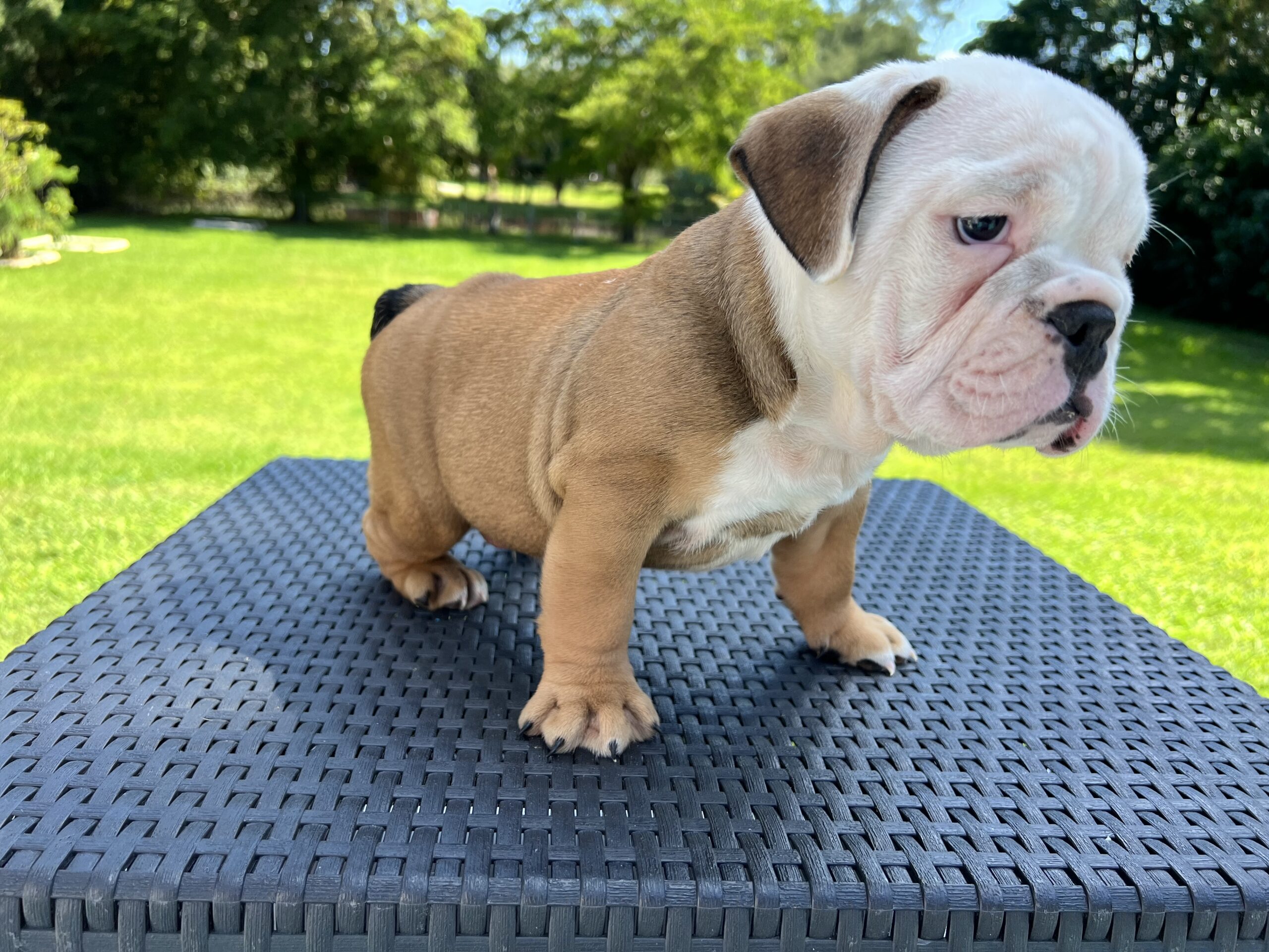 English bulldog standard female Preston - 6