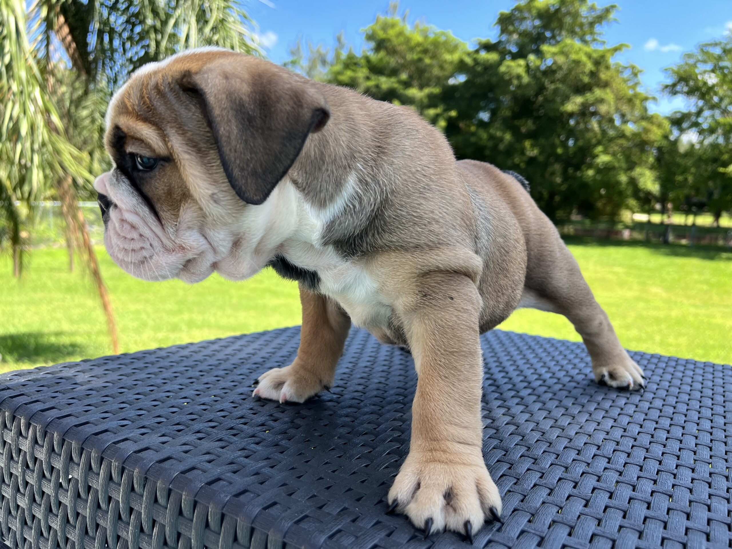 English bulldog fawn and white female master bulldogs Norwich - 2