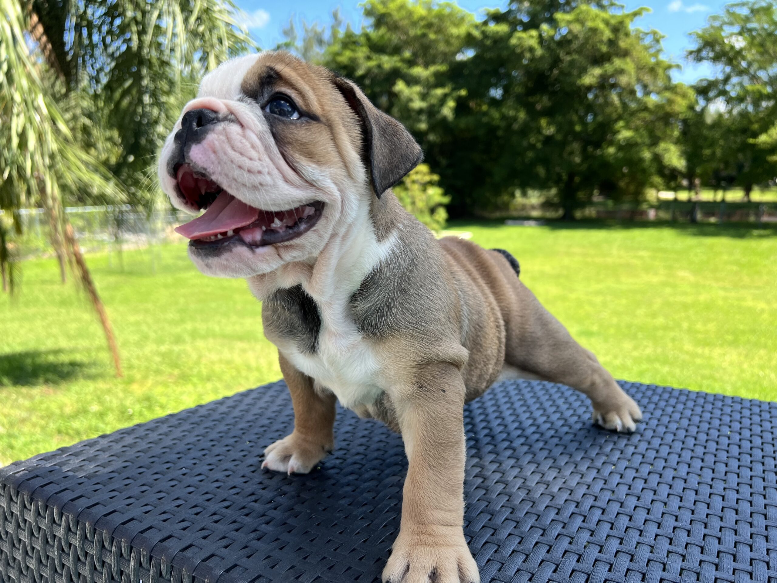 English bulldog fawn and white female master bulldogs Norwich
