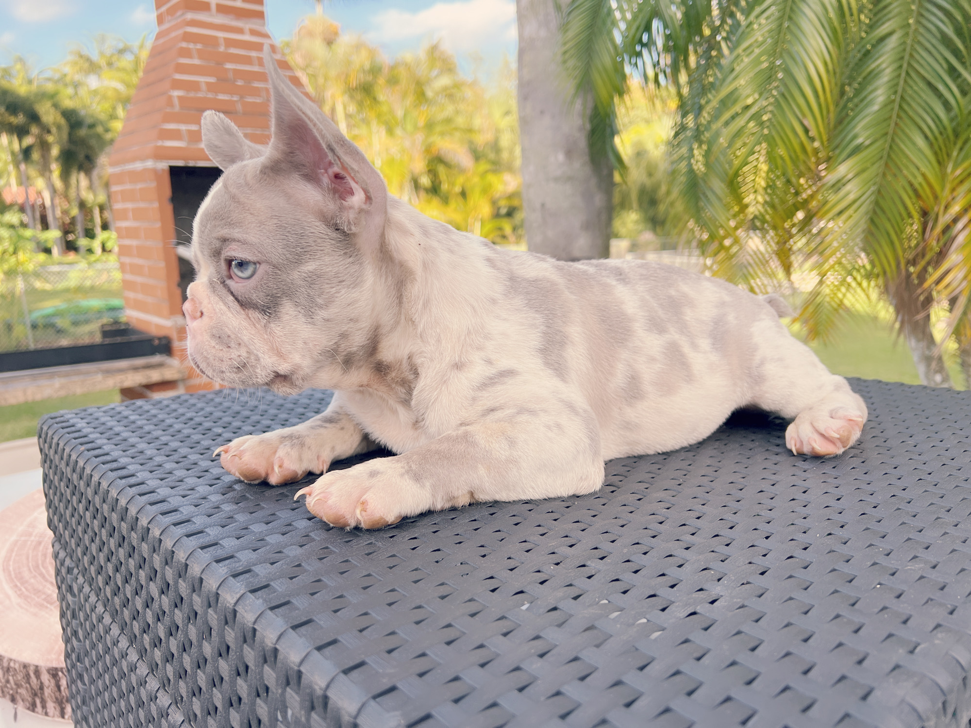 English Bulldog blue Merle female, Luccien - 3