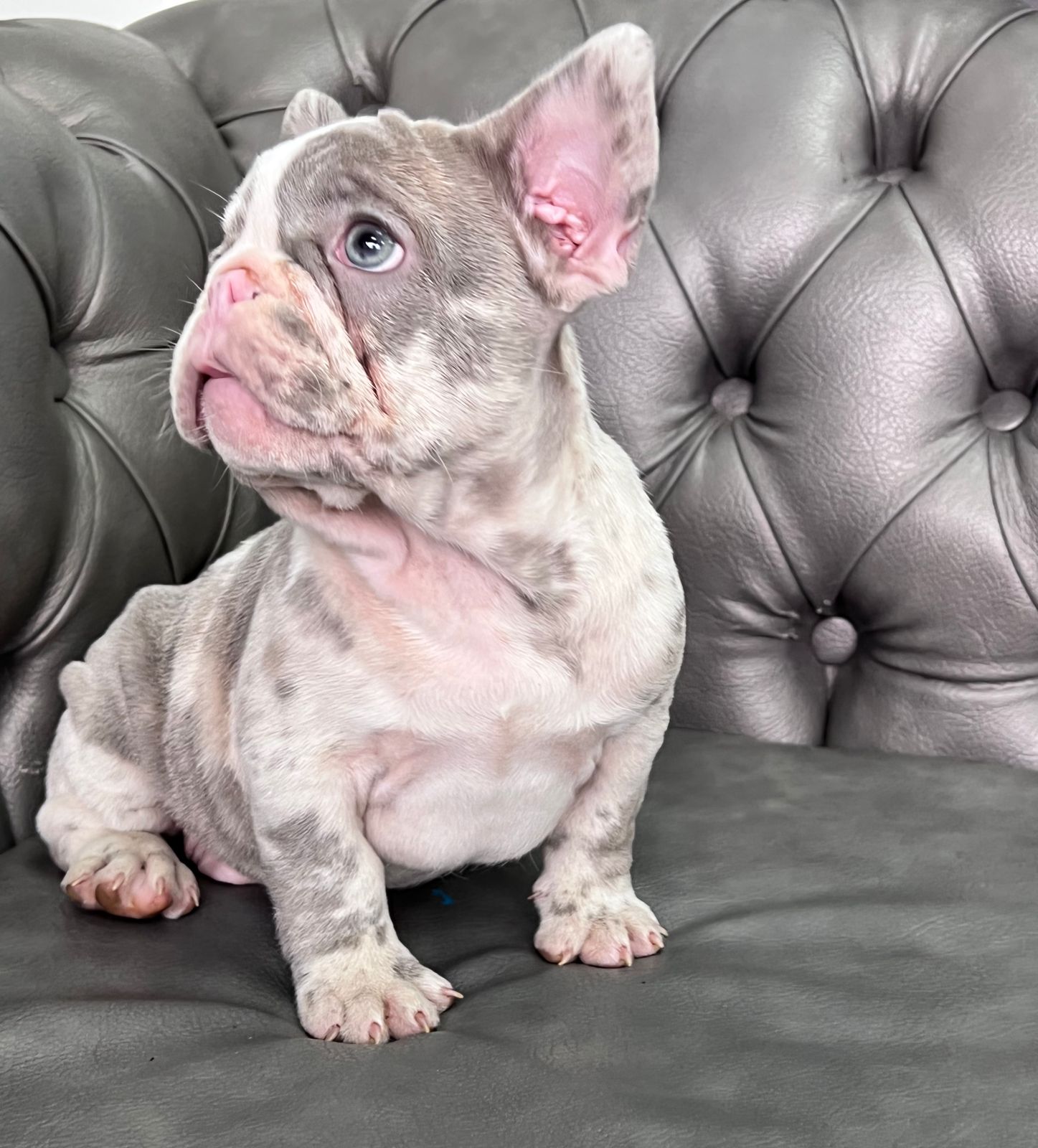 English Bulldog blue Merle female, Luccien - 9