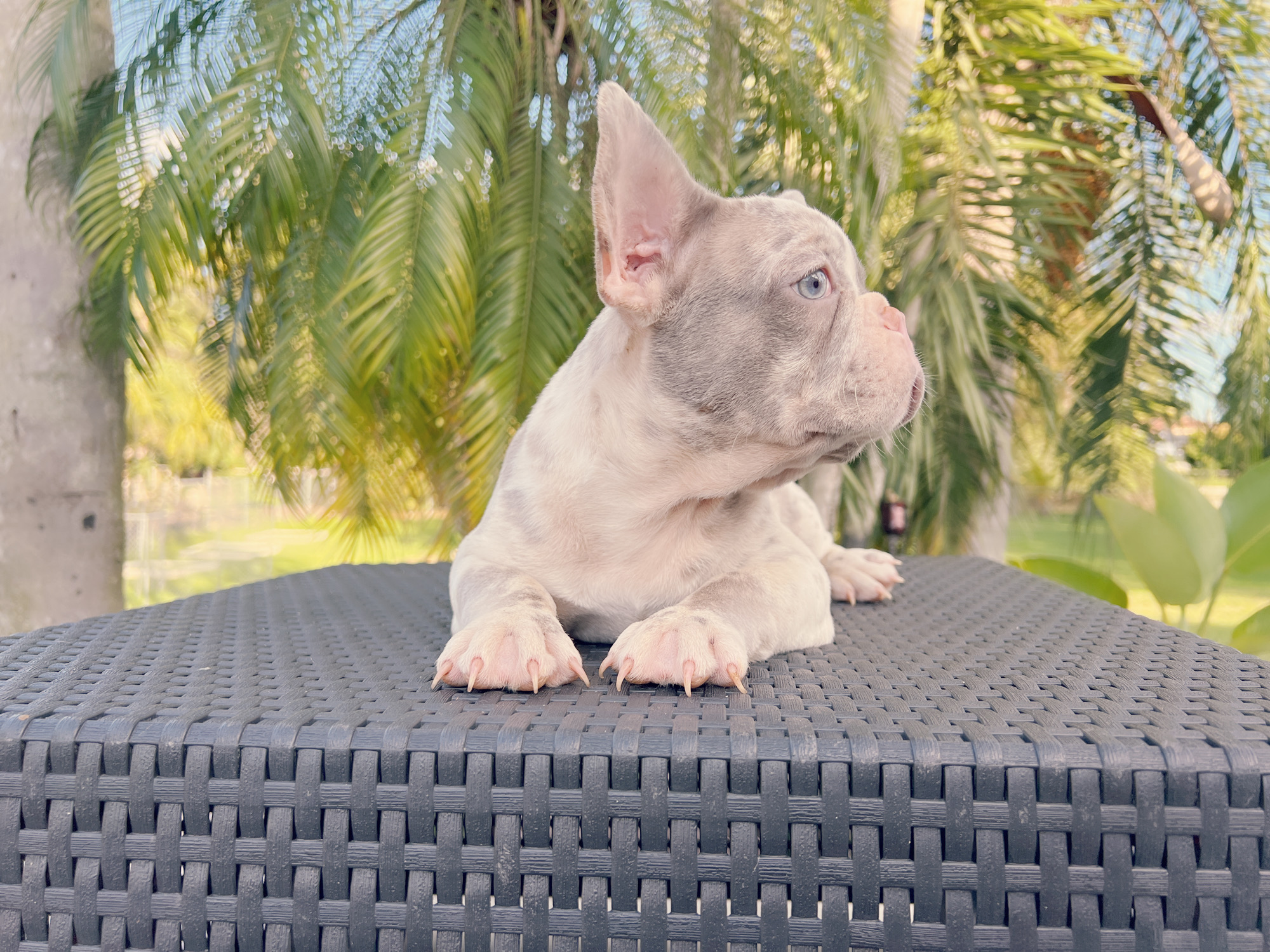 English Bulldog blue Merle female, Luccien - 5