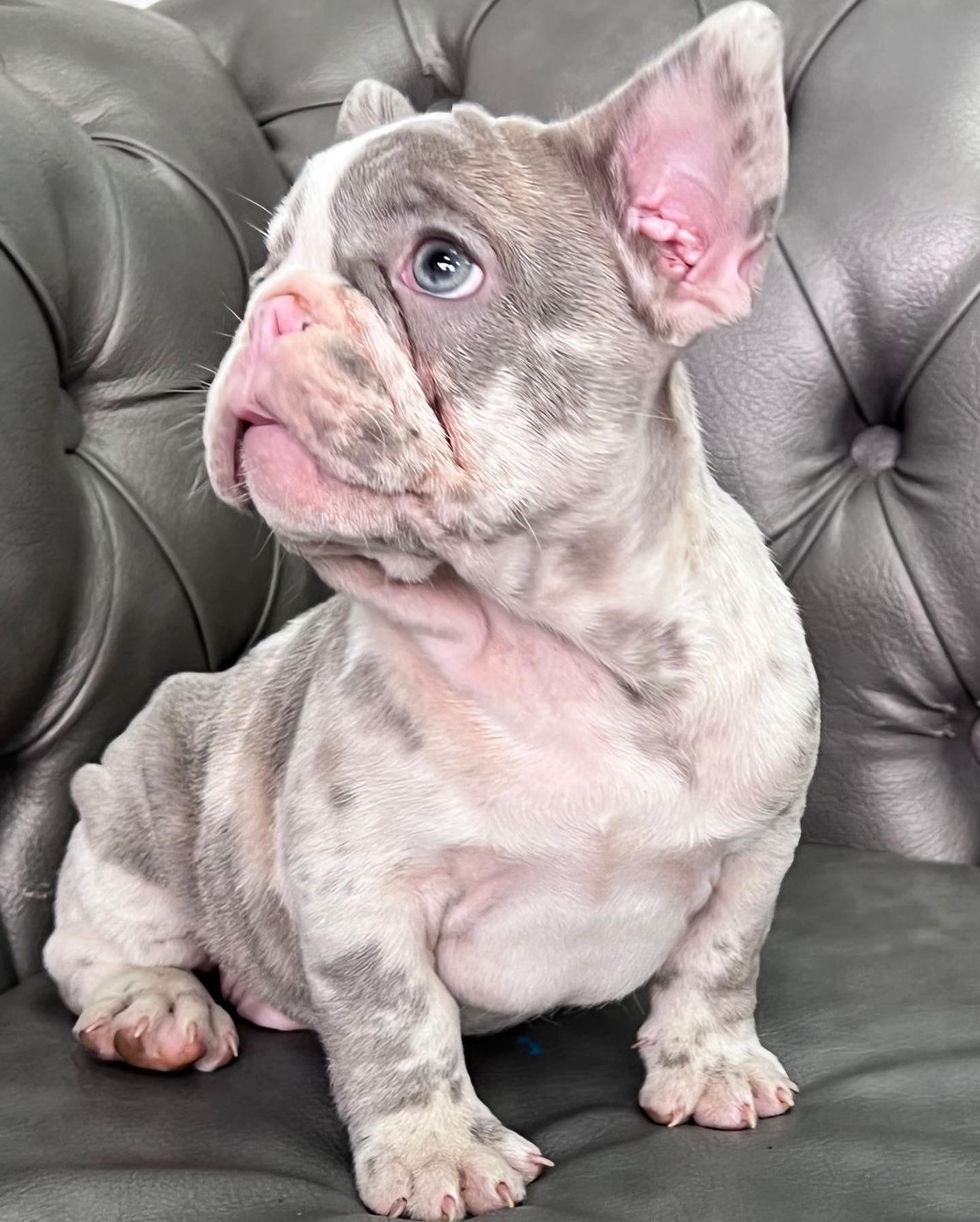 English Bulldog blue Merle female, Luccien - 6
