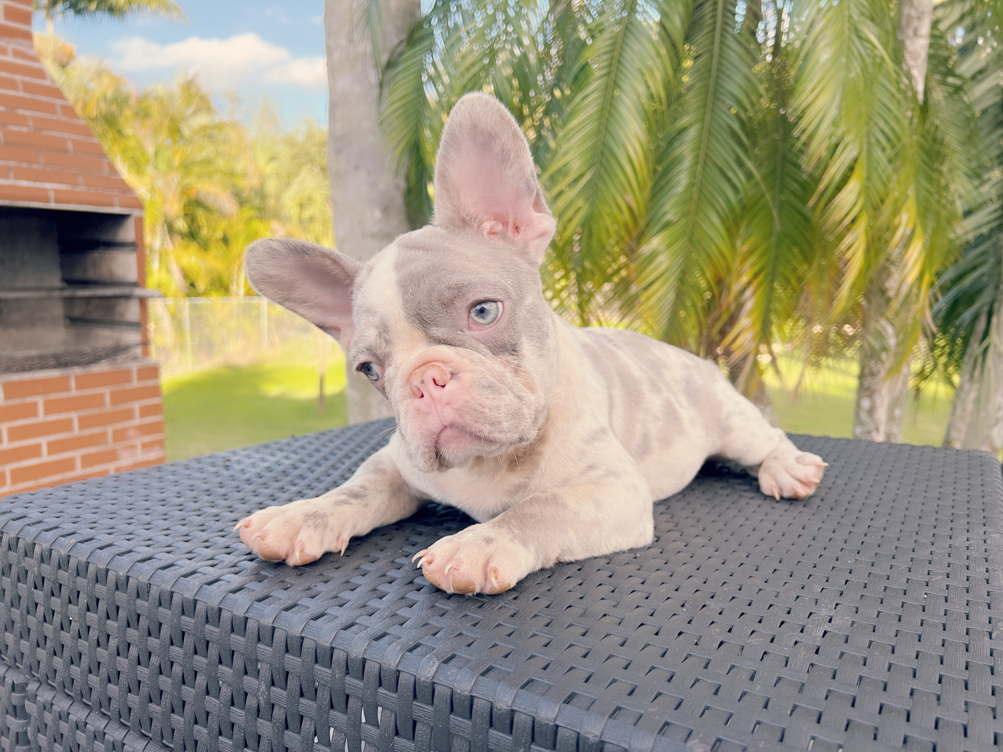 English Bulldog blue Merle female, Luccien - 2